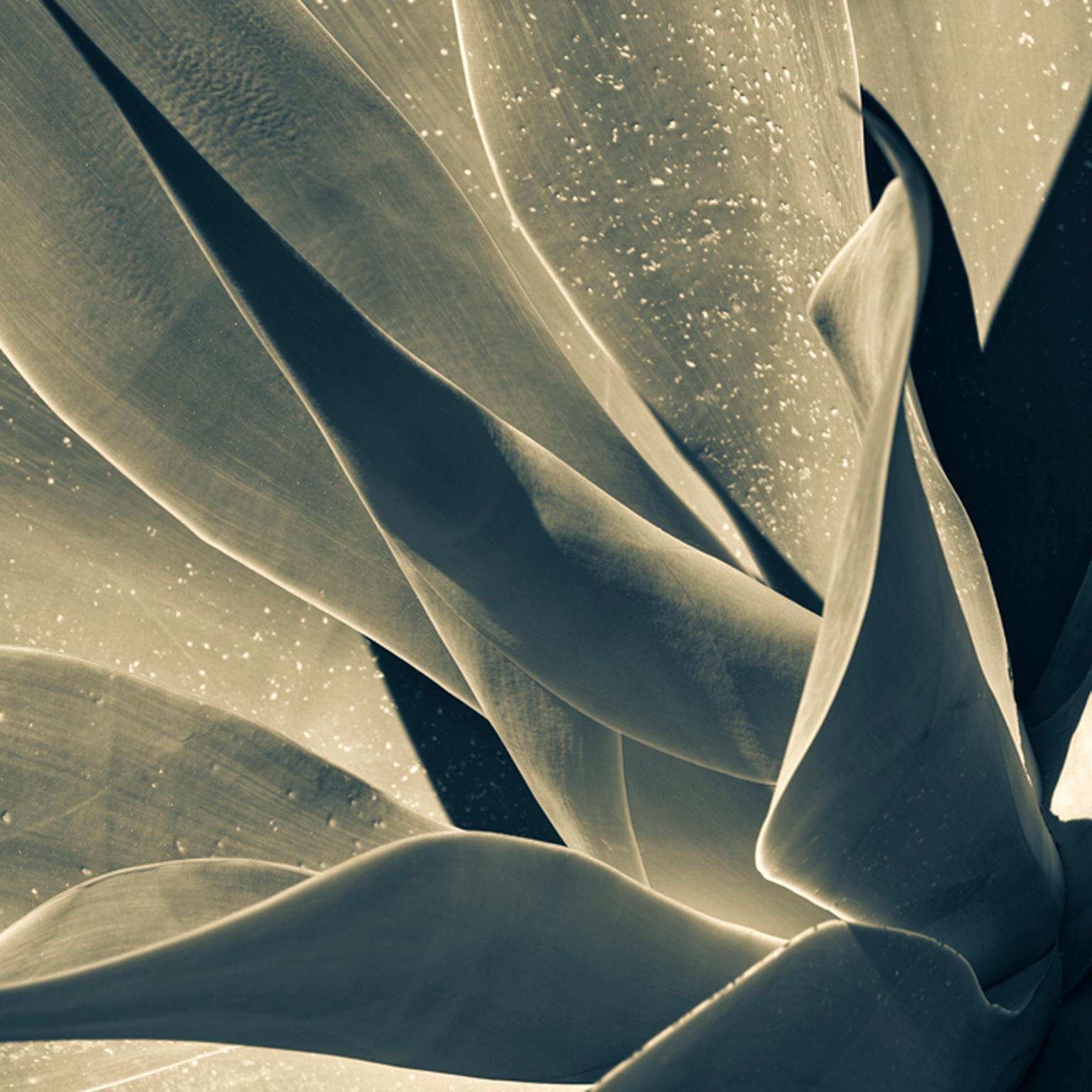 Yucca, Agrigento, Sicily - Photograph by Cosmo Condina