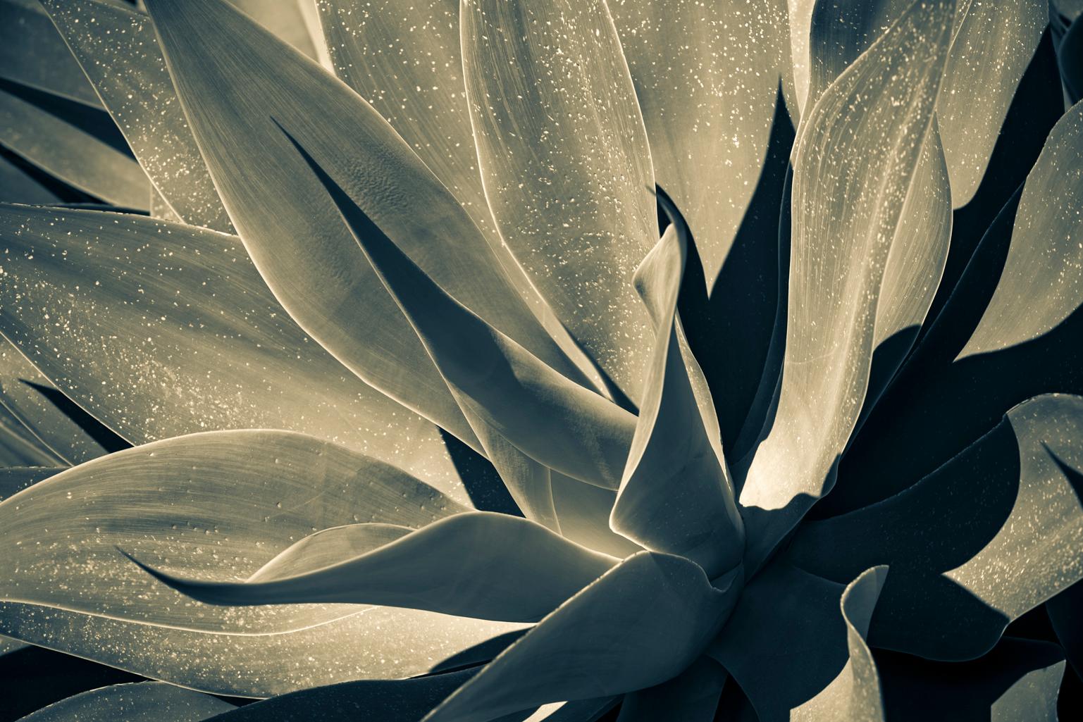 Yucca, Agrigento, Sicily, Italy, 2017. Edition of 15.
One of several in this series of photographs of “Yucca” plants taken on a recent photo excursion to Sicily. Reminiscent of Bernice Abbott’s photographs and Georgia O’Keefe’s paintings, these