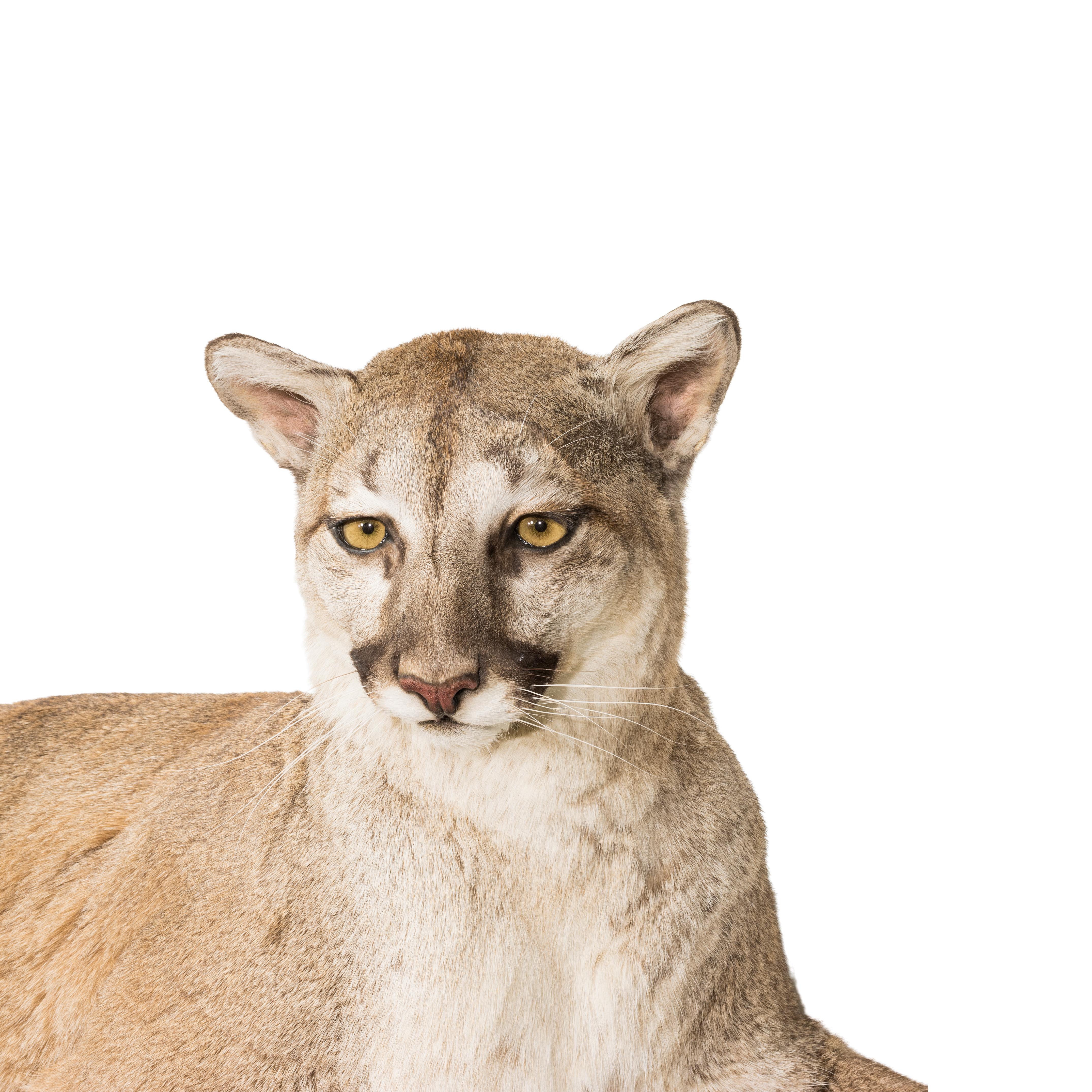 North Idaho full mount cougar mounted to lay on a shelf or beam. 48