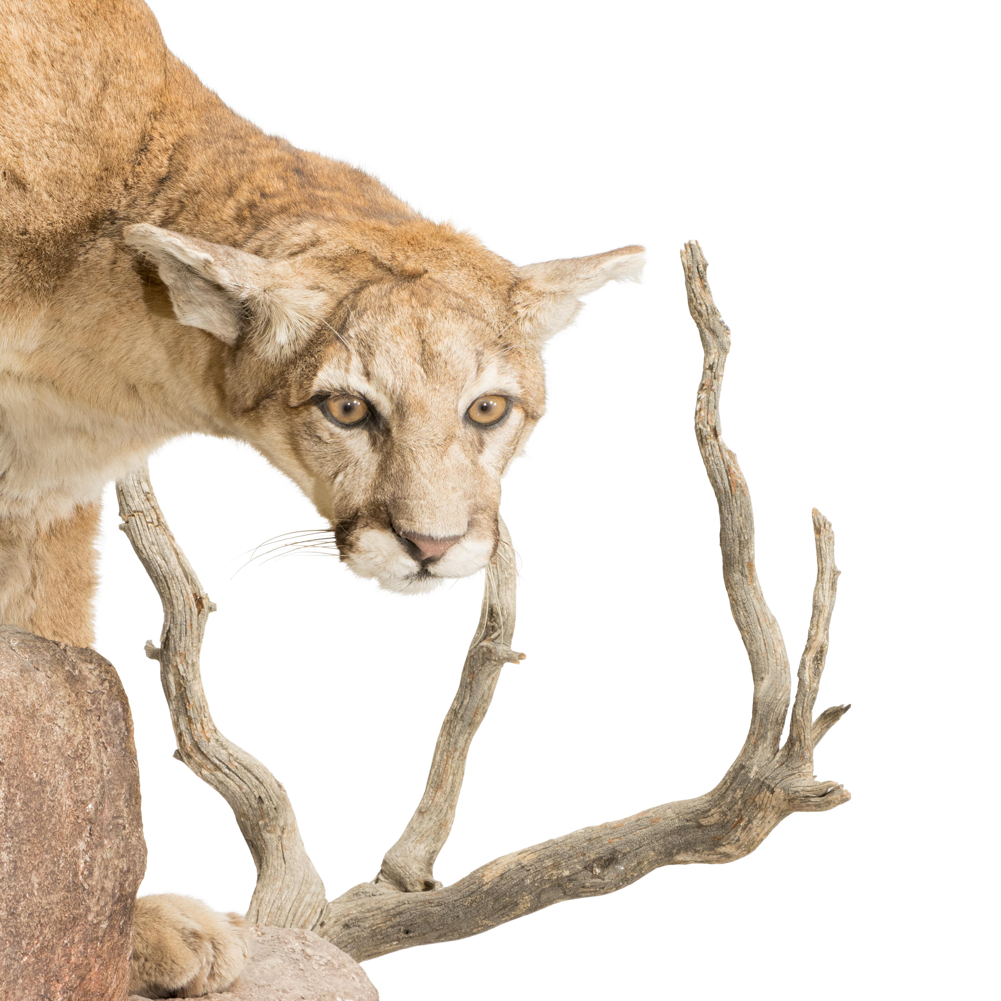 North Idaho Puma Halterung auf faux Stein Wandhalterung Basis.

PERIOD: Zeitgenössisch
URSPRUNG: Colorado, Vereinigte Staaten
GRÖSSE: 39 