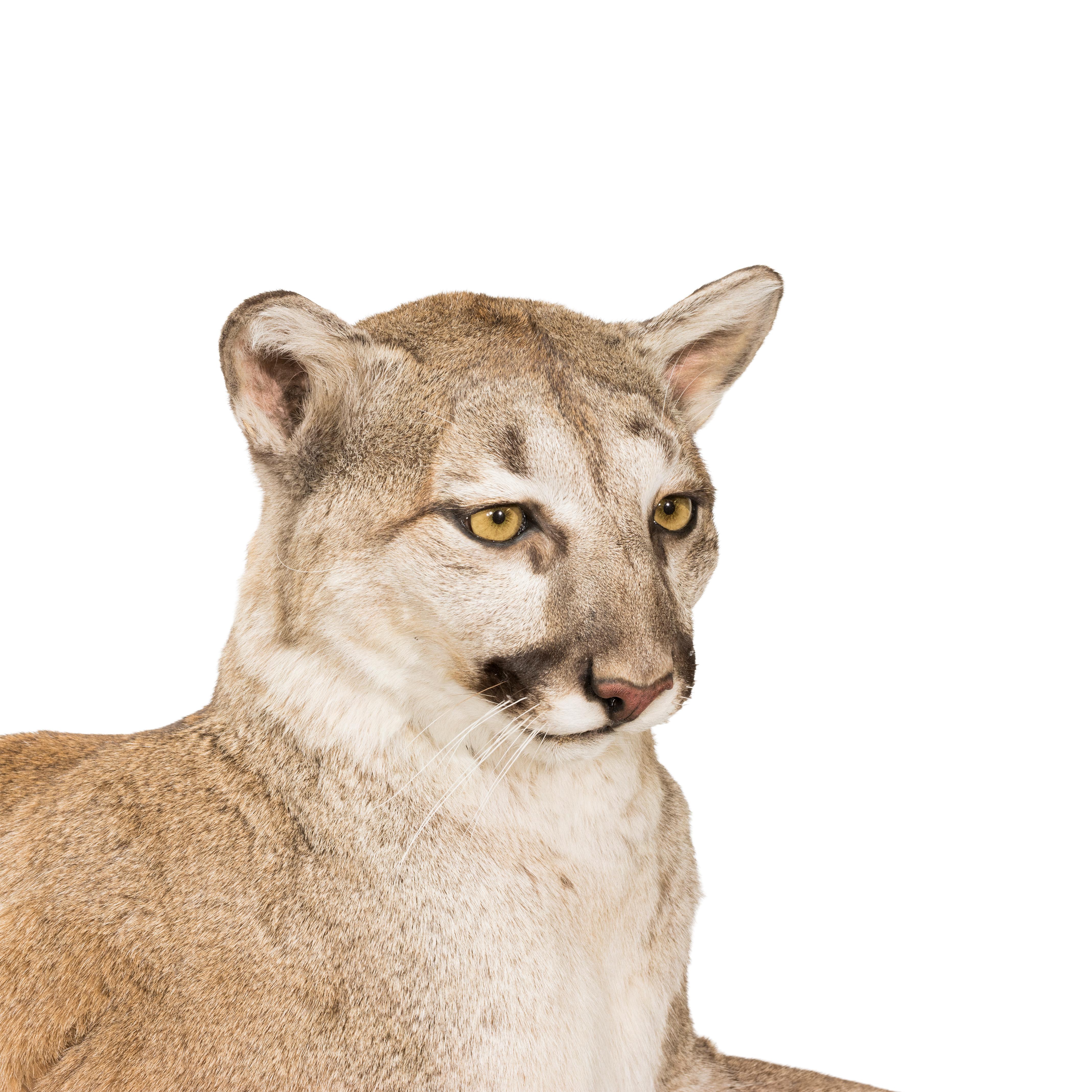 cougar tail