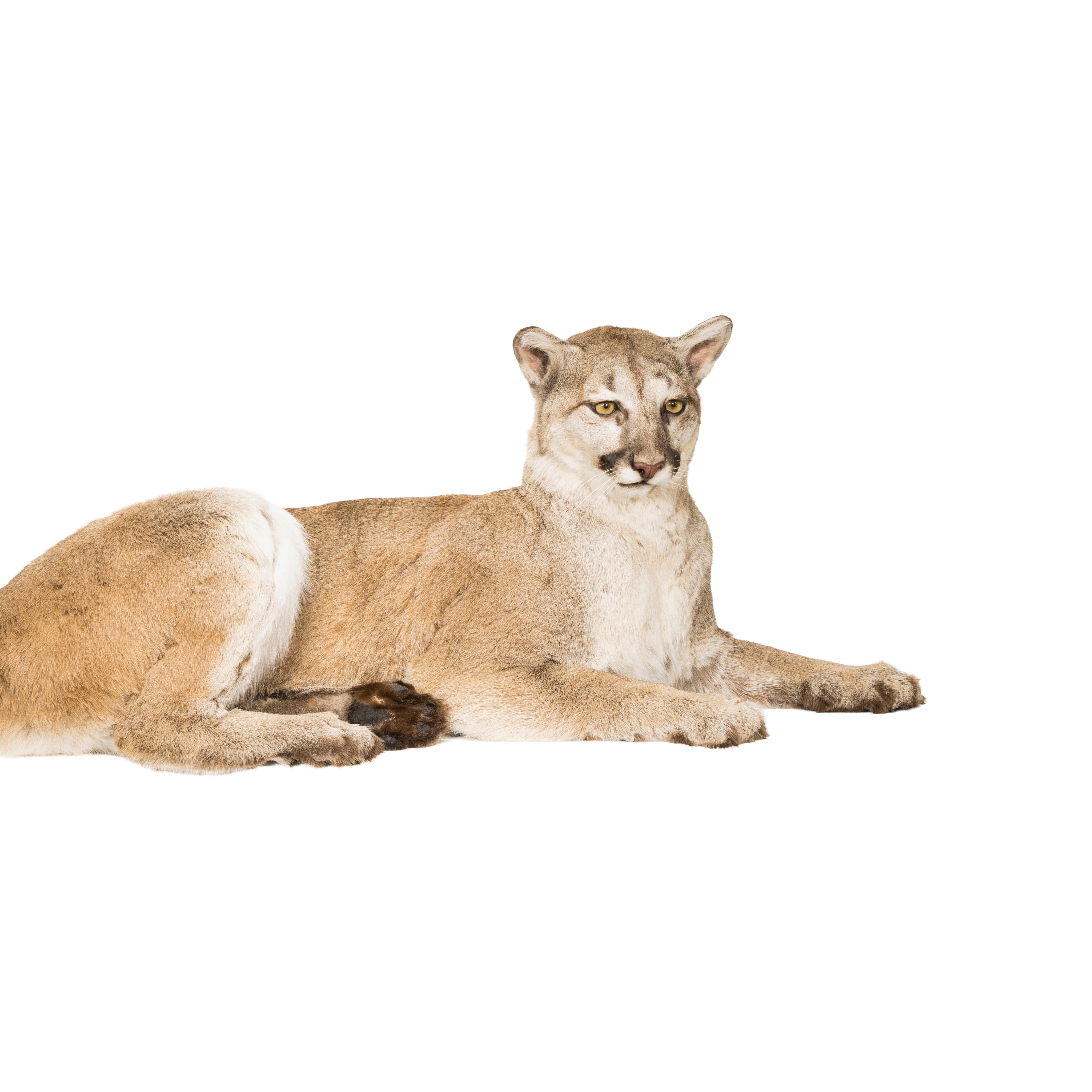 cougars tail