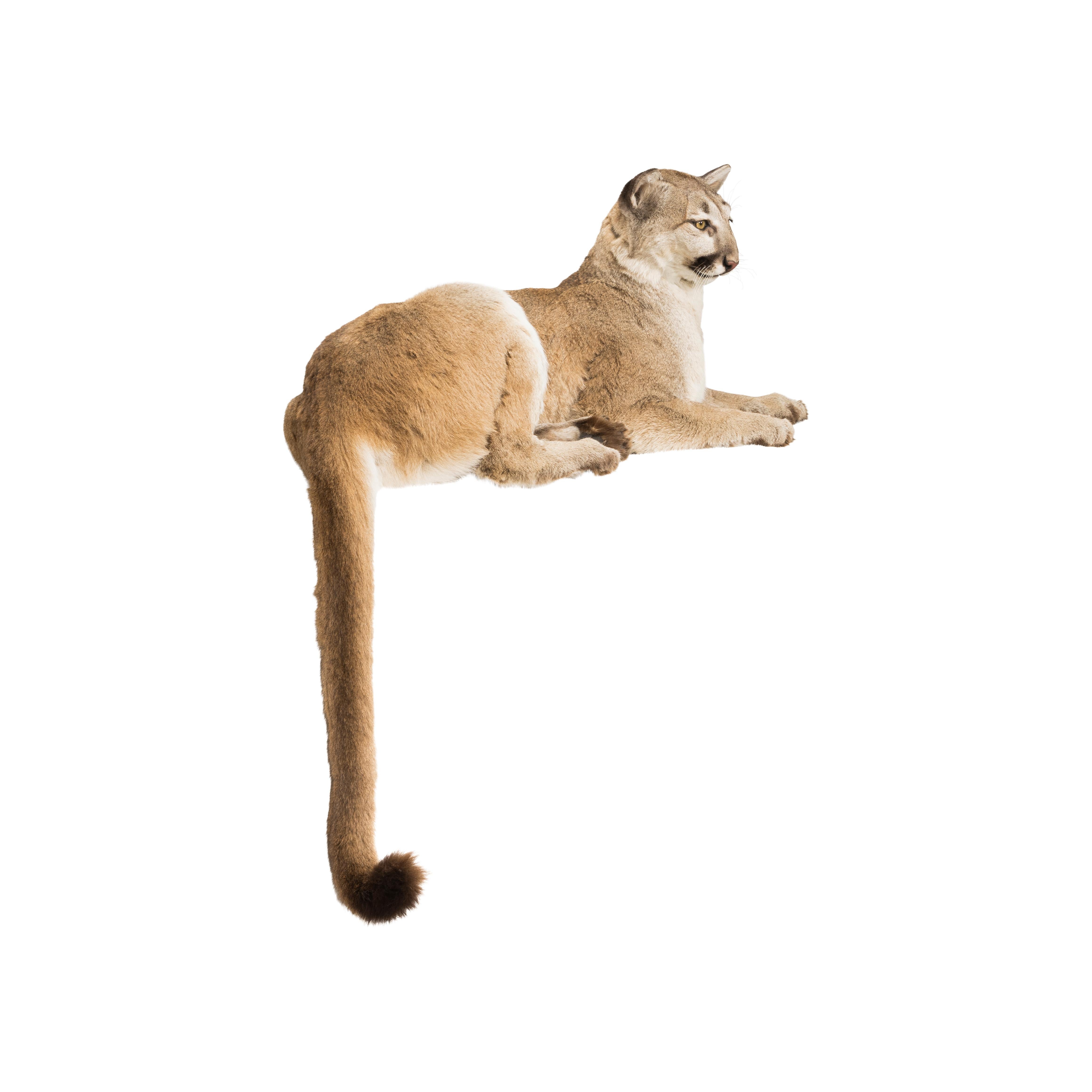 couger tail