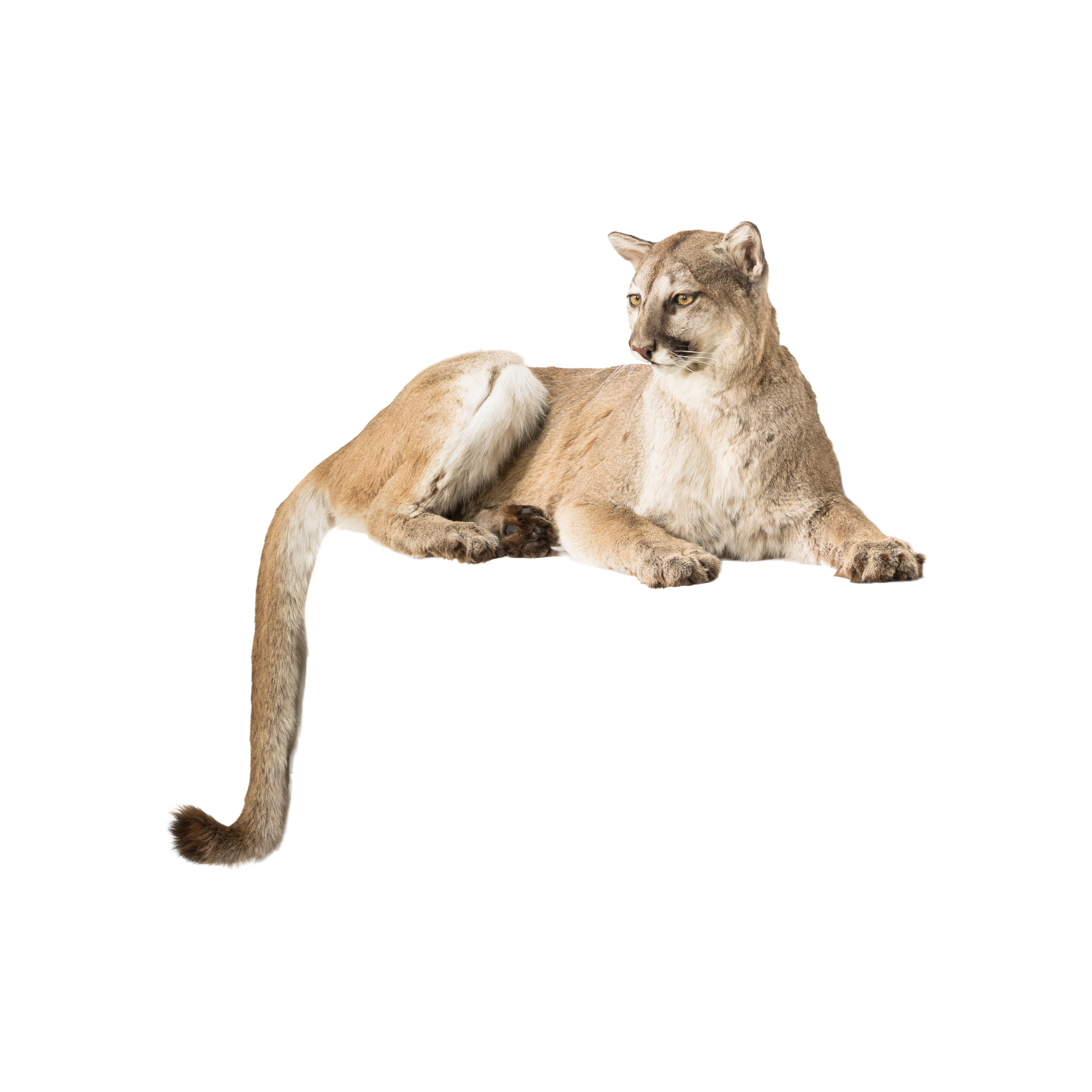 Cougar Taxidermy Mount In Good Condition In Coeur d'Alene, ID