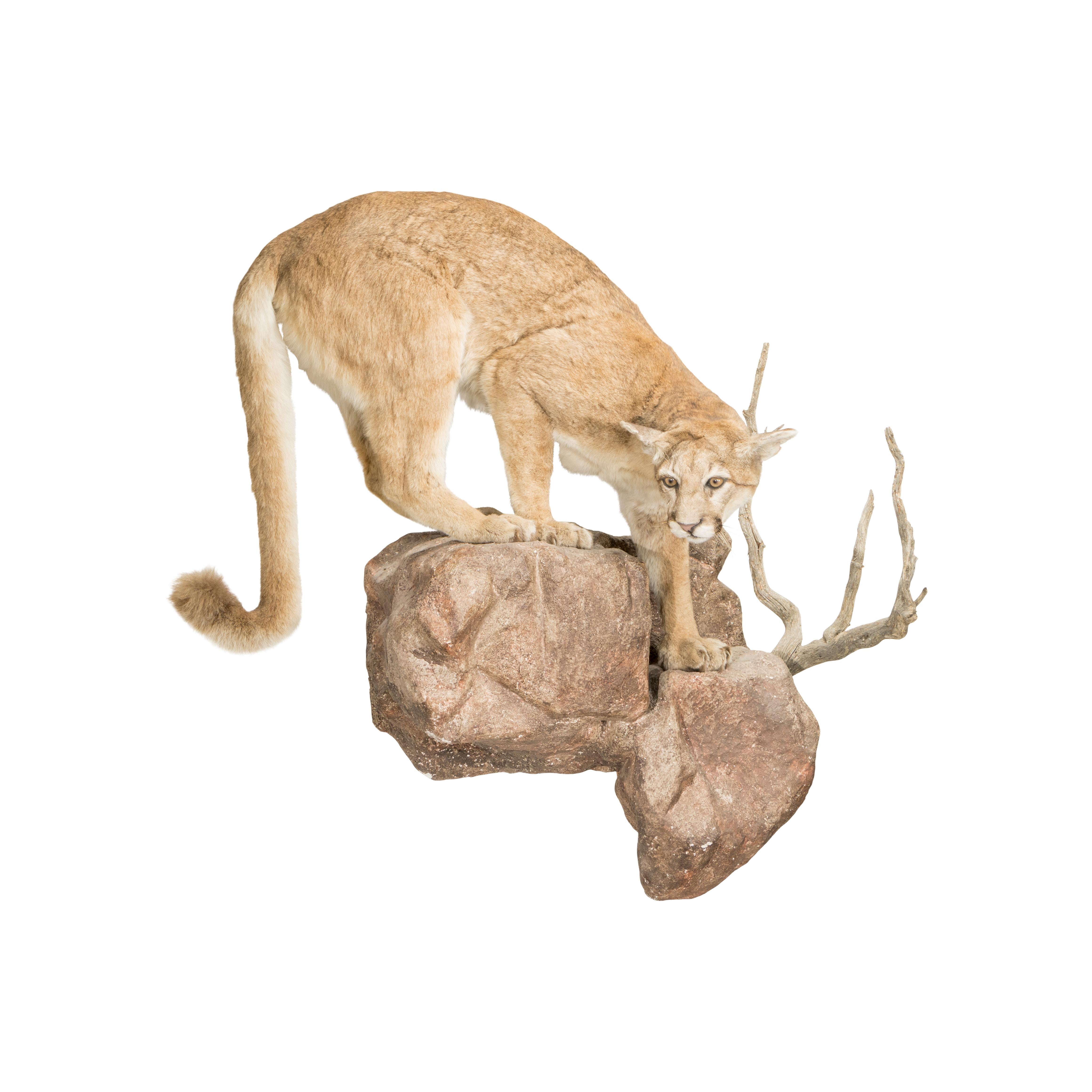 American Cougar Taxidermy Mount  For Sale