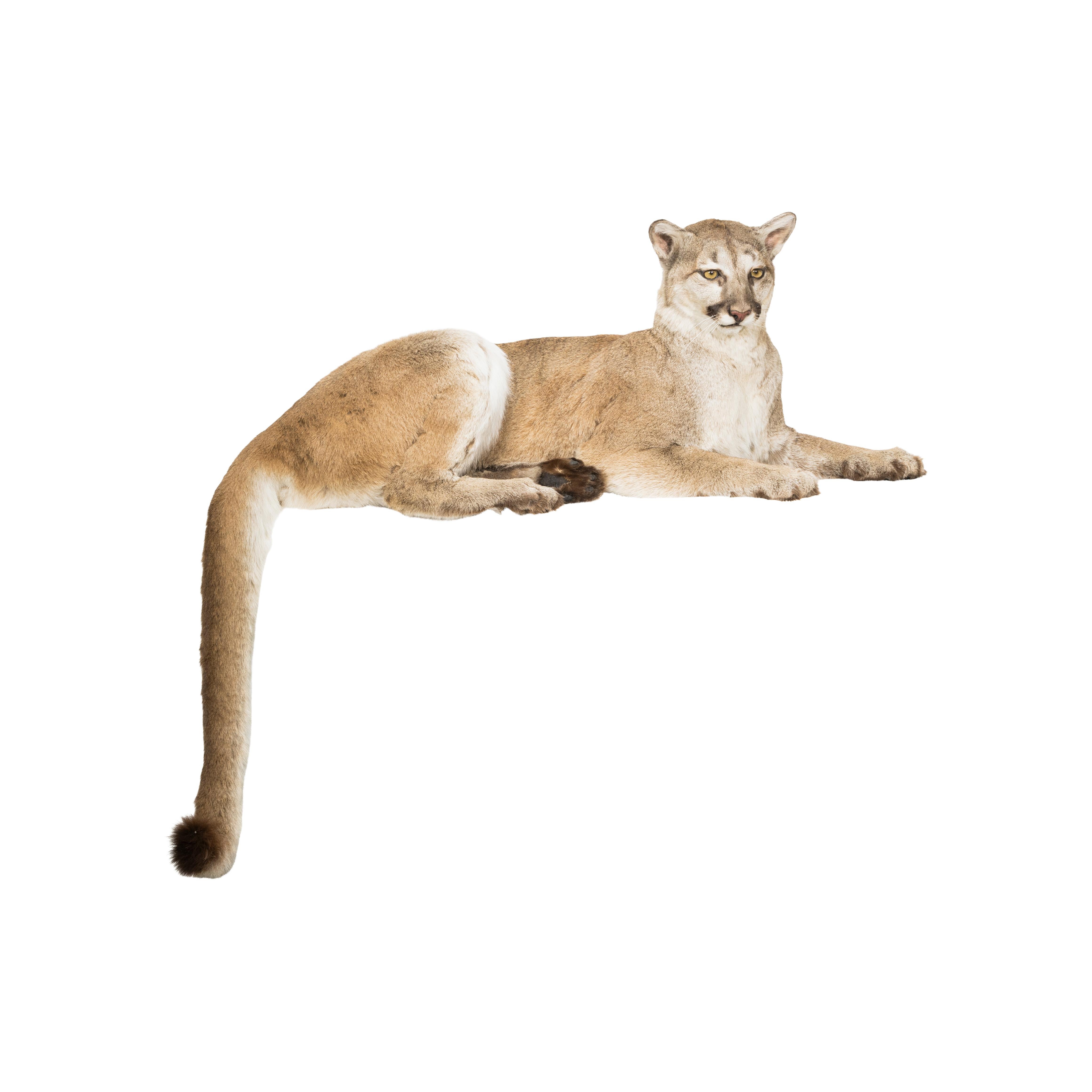 Contemporary Cougar Taxidermy Mount