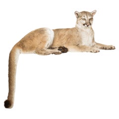 Cougar Taxidermy Mount 