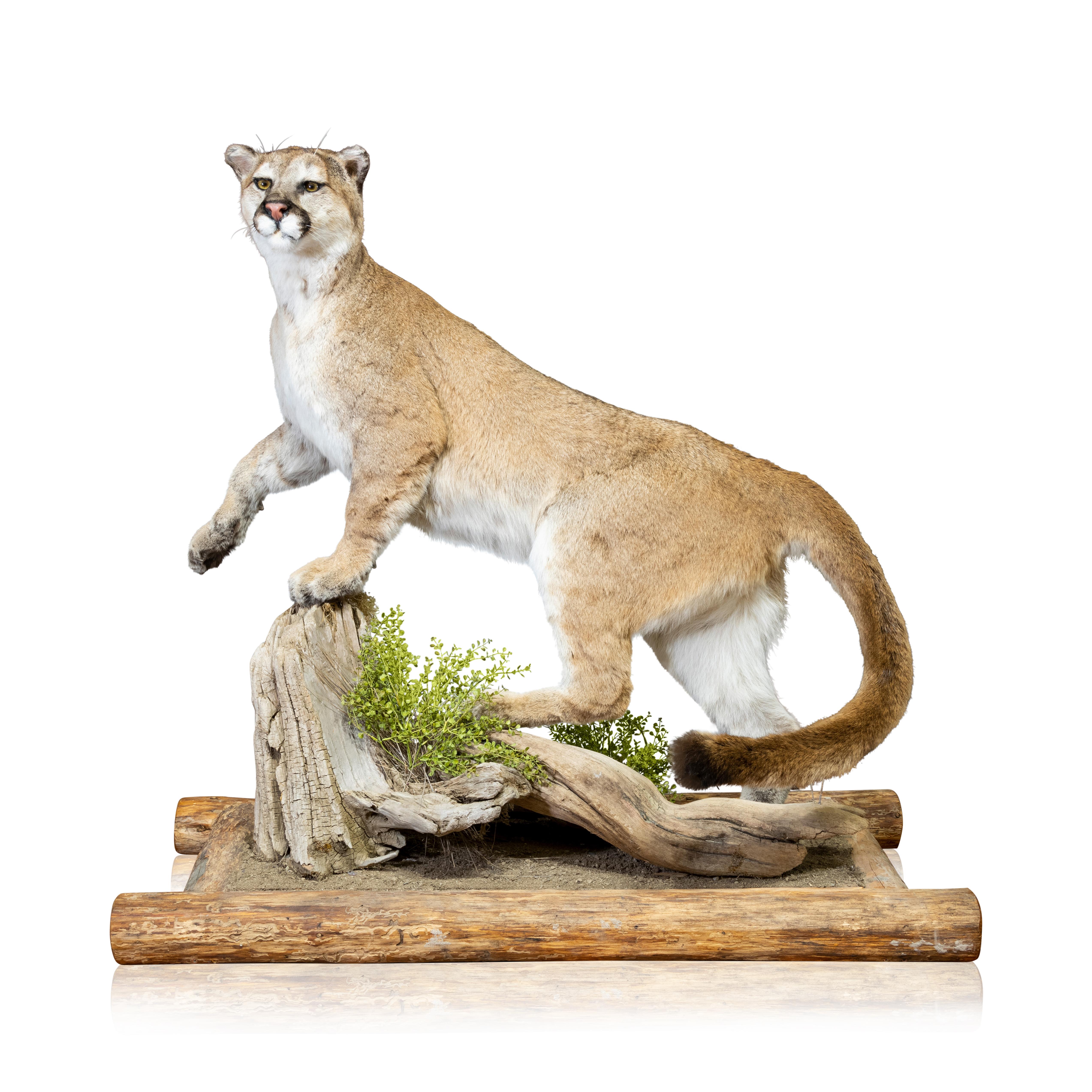 Stunning full mount male cougar on driftwood on a pole base. Floor or shelf mount. 22