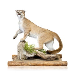 Cougar Taxidermy Mount on Base