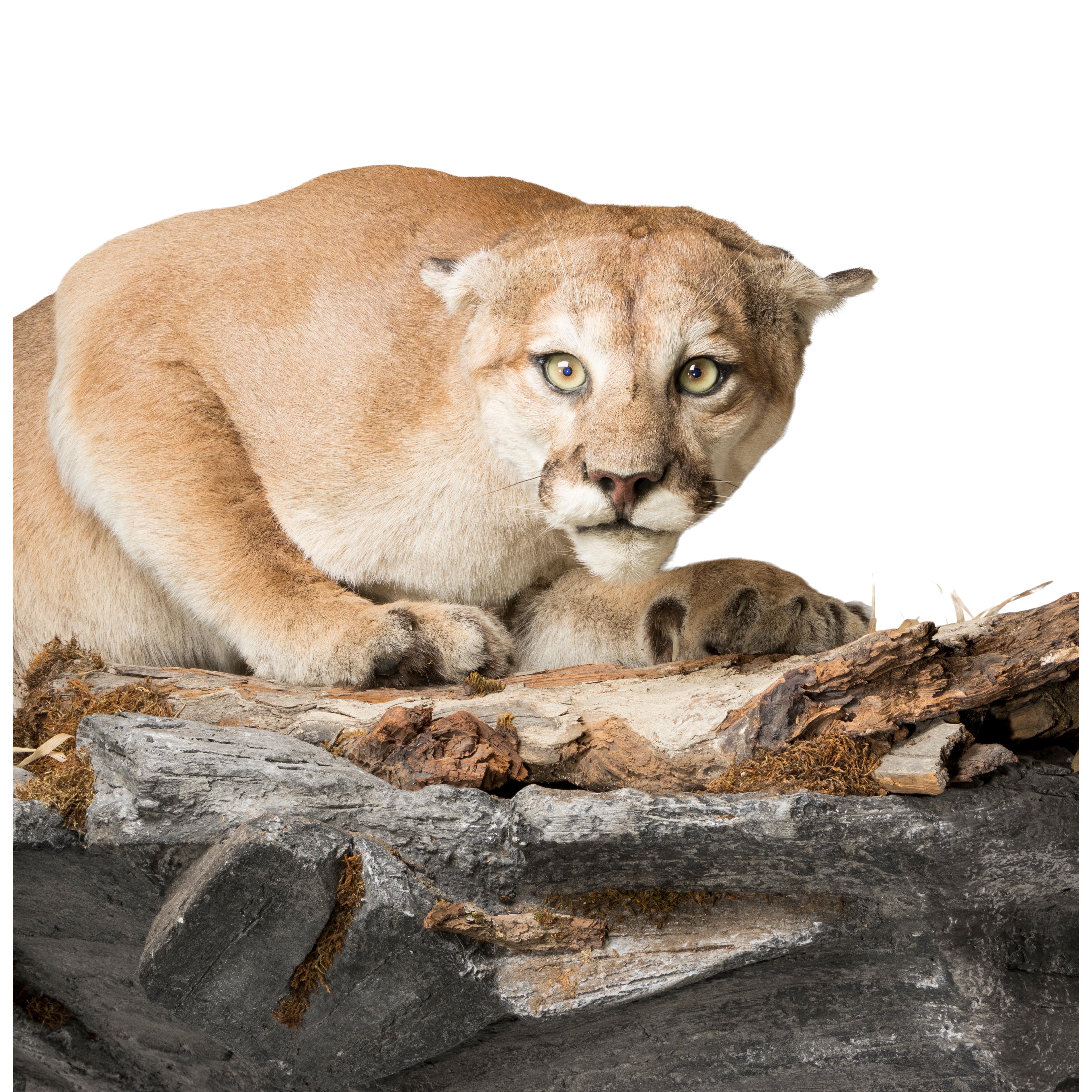 Kauernder Puma auf künstlichem Felsregal. Geerntet in British Columbia. 6'B x 36 