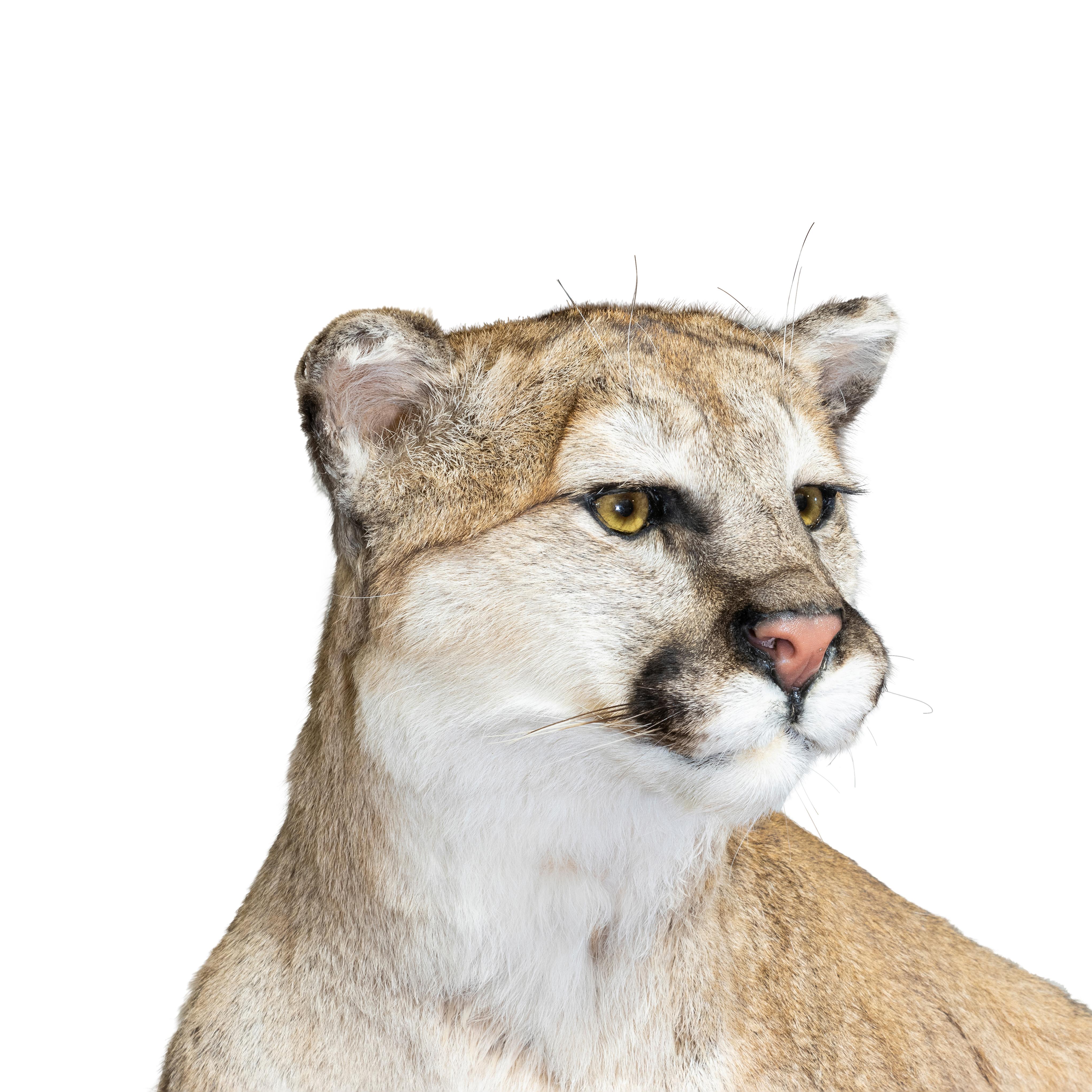taxidermy cougar