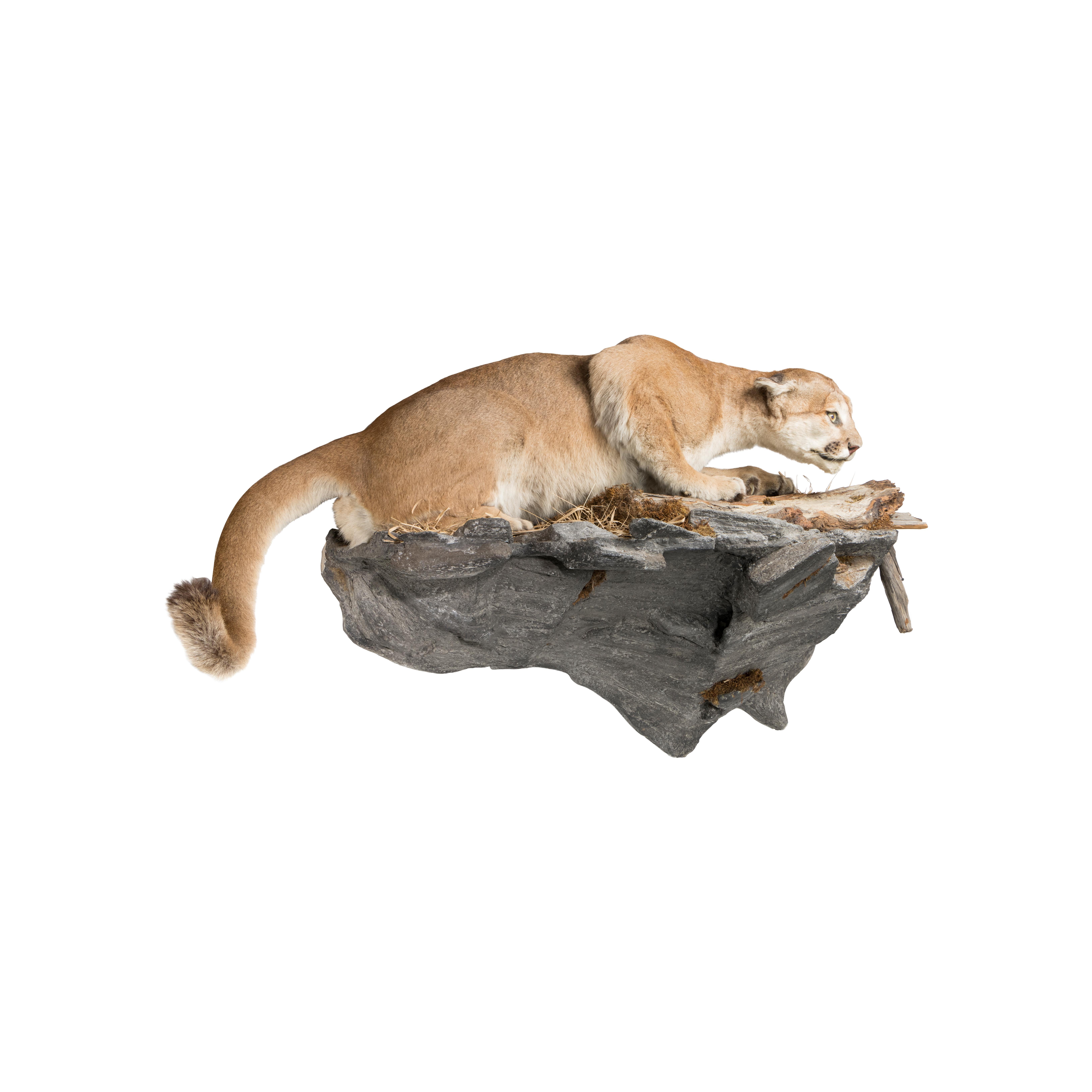 Cougar- Taxidermie auf Sockel im Zustand „Gut“ im Angebot in Coeur d'Alene, ID