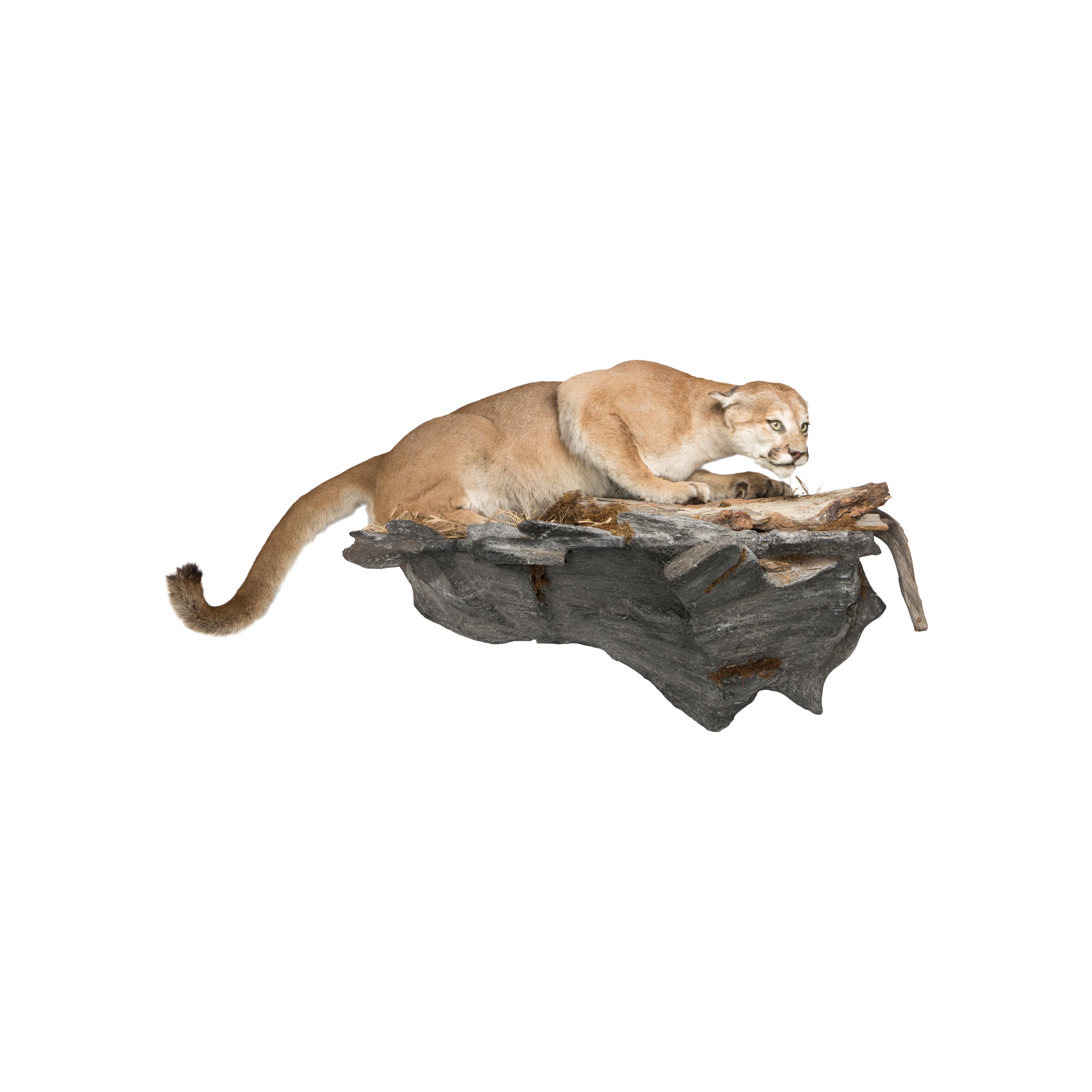 taxidermy mountain lion