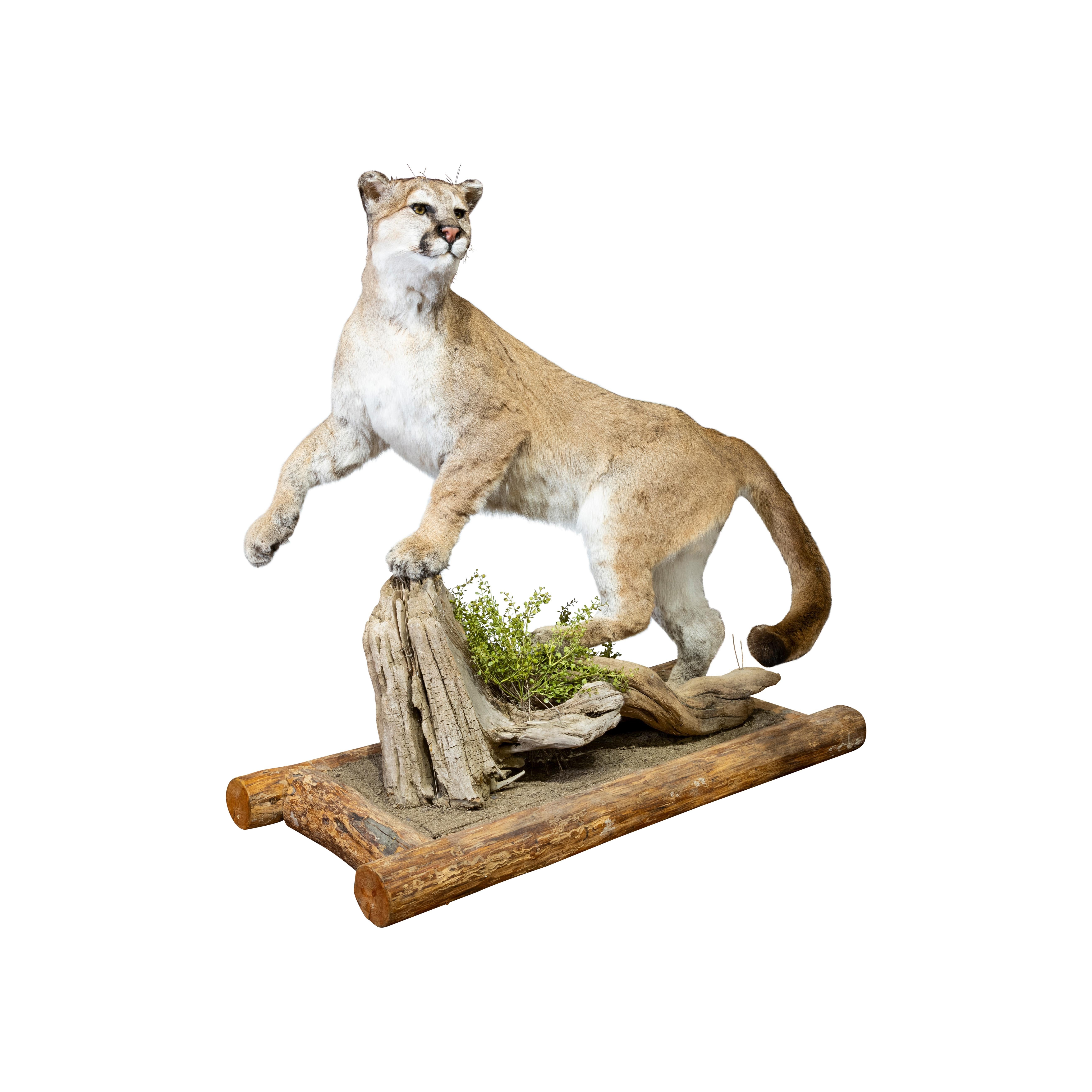 mountain lion mount for sale