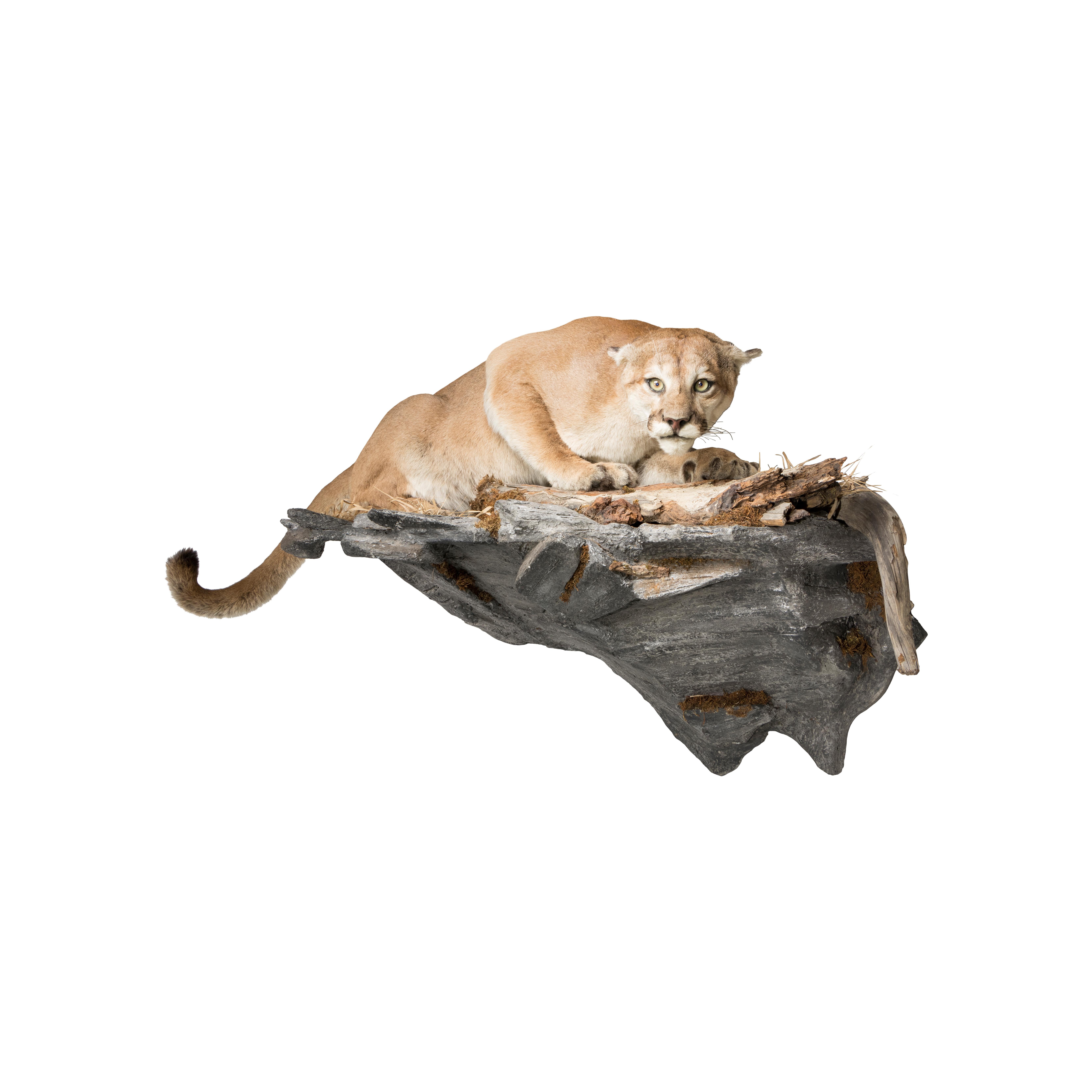 cougar mount