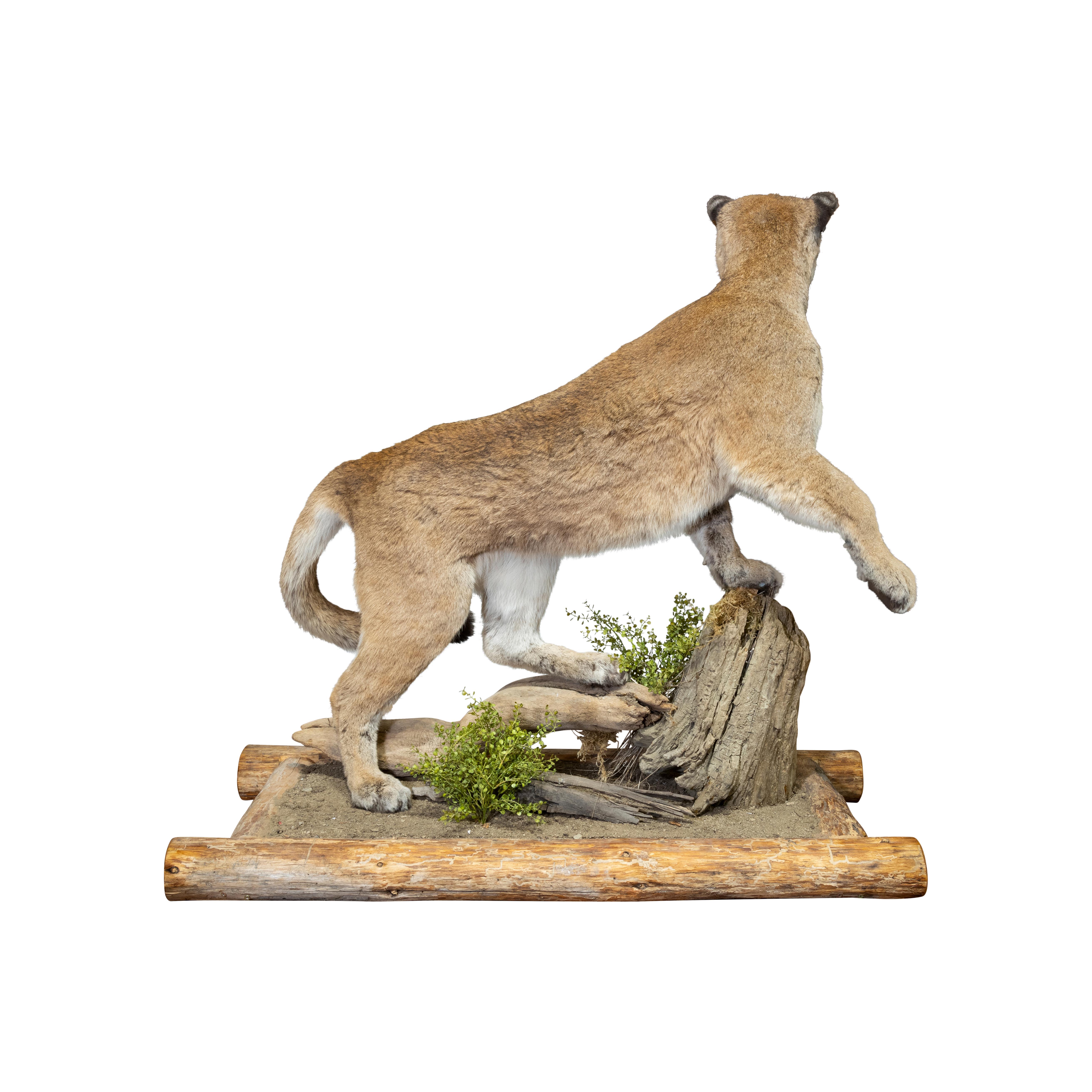 Cougar Taxidermy Mount on Base In Good Condition In Coeur d'Alene, ID