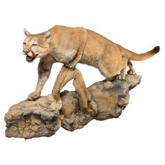 Cougar Taxidermy Mount on Base
