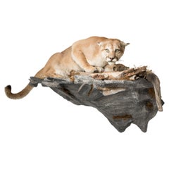 Vintage Cougar Taxidermy Mount on Base