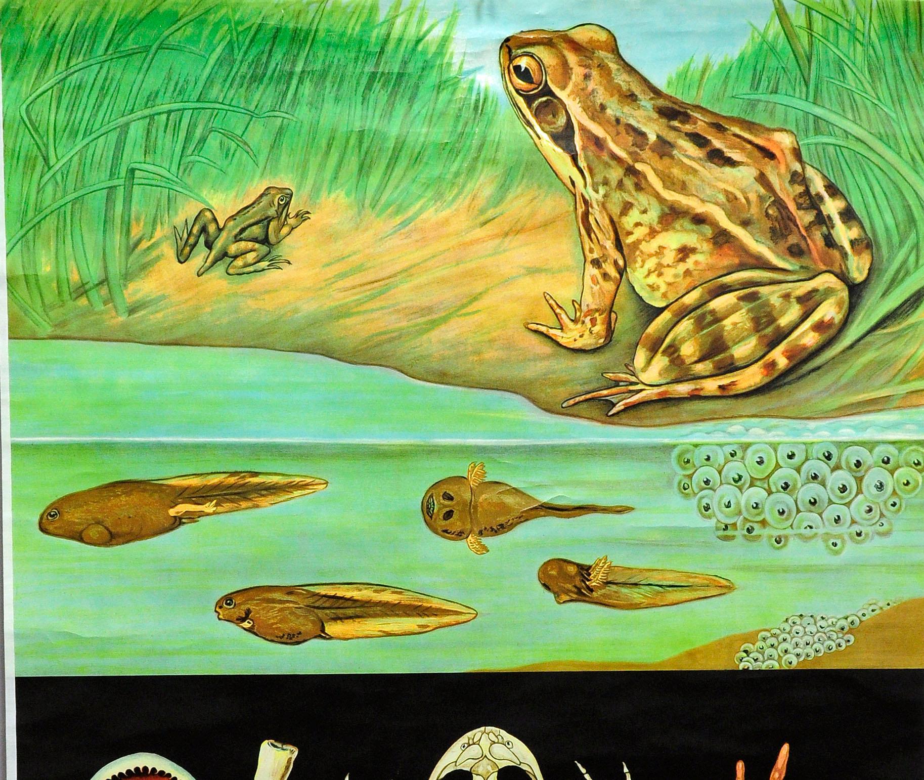 Countrylife Dekorative Kunstdruck Jung Koch Quentell Brown Common Frog Tadpole  (Deutsch) im Angebot
