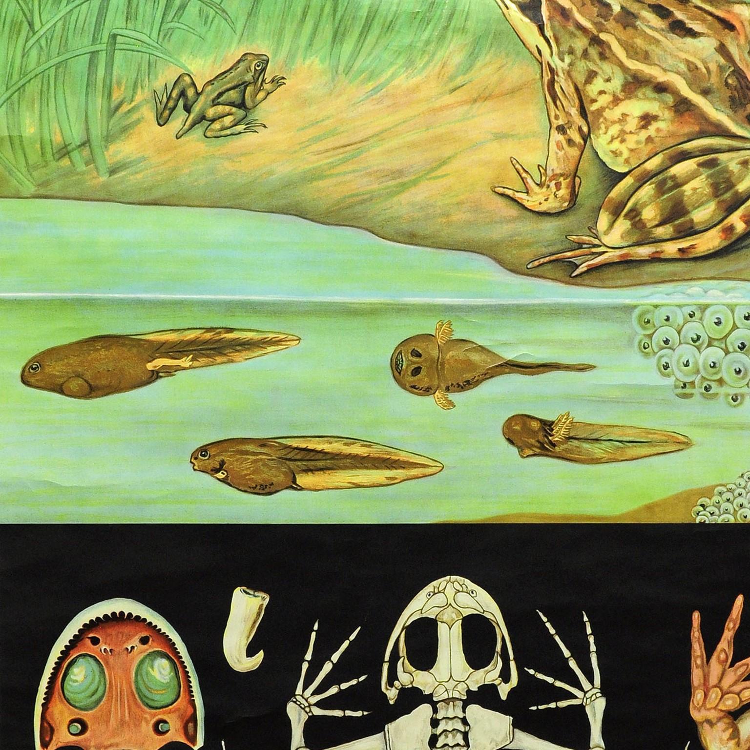 Countrylife Dekorative Kunstdruck Jung Koch Quentell Brown Common Frog Tadpole  im Zustand „Gut“ im Angebot in Berghuelen, DE
