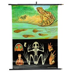 Countrylife Decorative Art Print Jung Koch Quentell Brown Common Frog Tadpole (grenouille) 