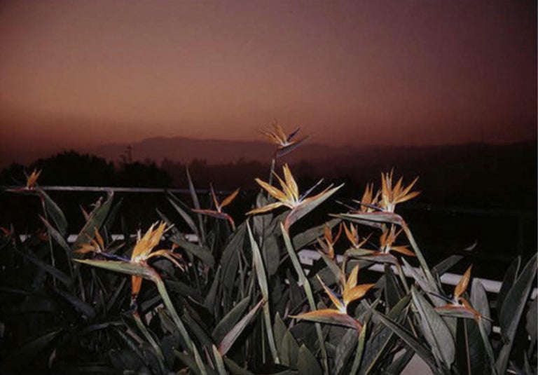 Courtney Whitlow Untitled, limited edition photograph, nature