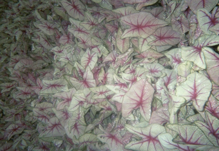 Courtney Whitlow Untitled, limited edition photograph, stilllife