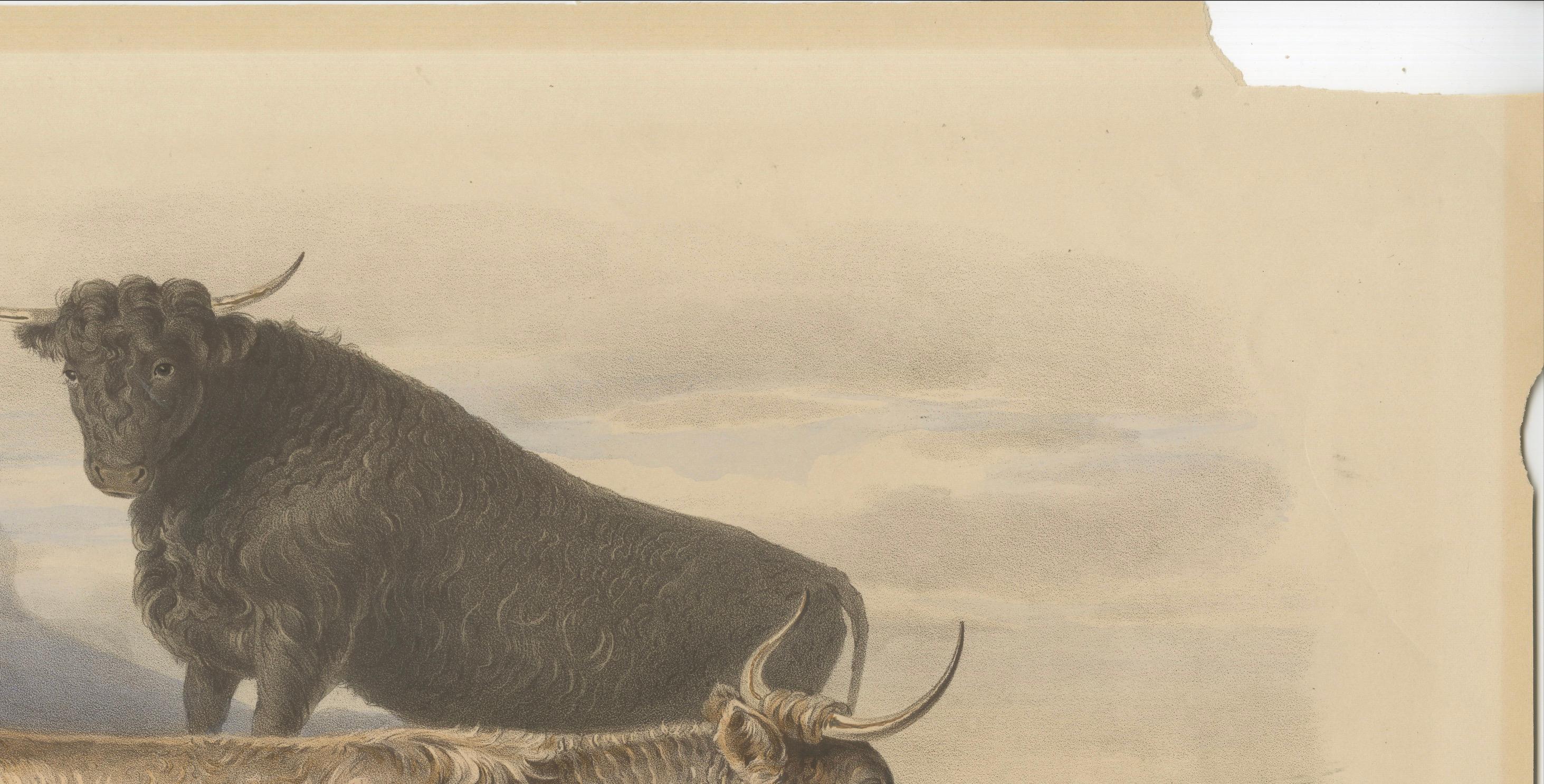 west highland cow