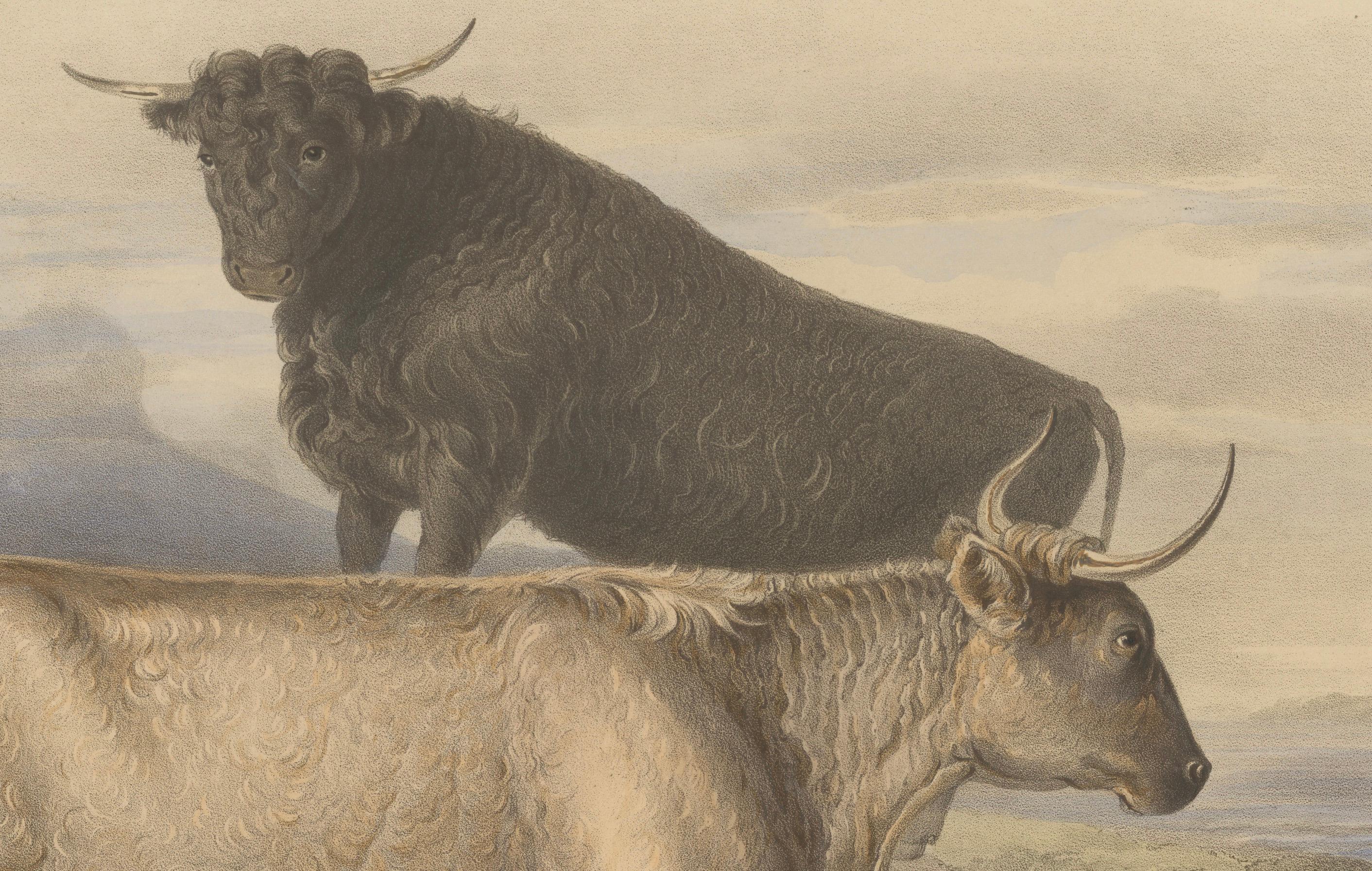 Mid-19th Century Cow and Young Bull of the West Highland Breed from the Scottish Highlands - 1840 For Sale