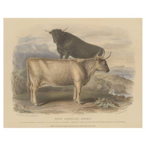 Cow and Young Bull of the West Highland Breed from the Scottish Highlands - 1840