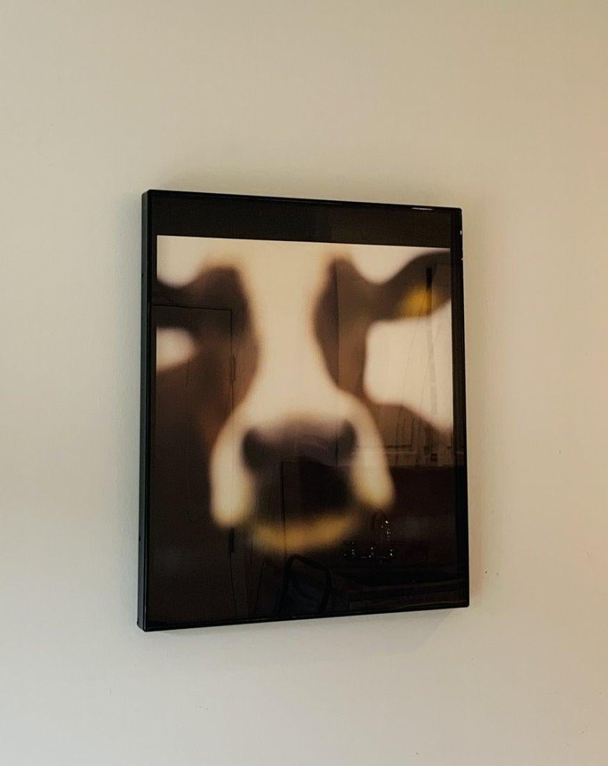 Cow, Lewknor, Oxfordshire England, 2002 by John Huggins 4