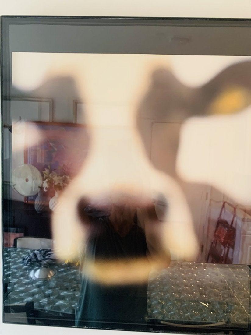 Cow, Lewknor, Oxfordshire England, 2002 by John Huggins In Good Condition In Los Angeles, CA