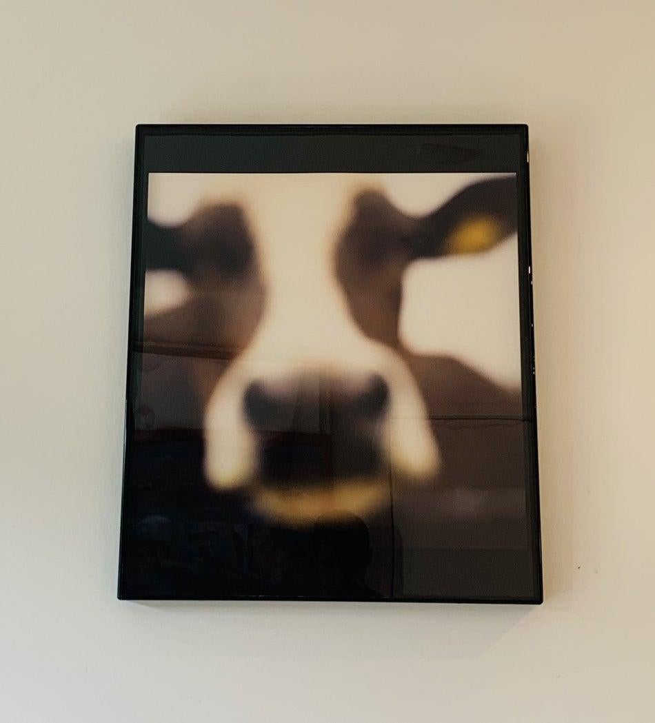 Cow, Lewknor, Oxfordshire England, 2002 by John Huggins 2