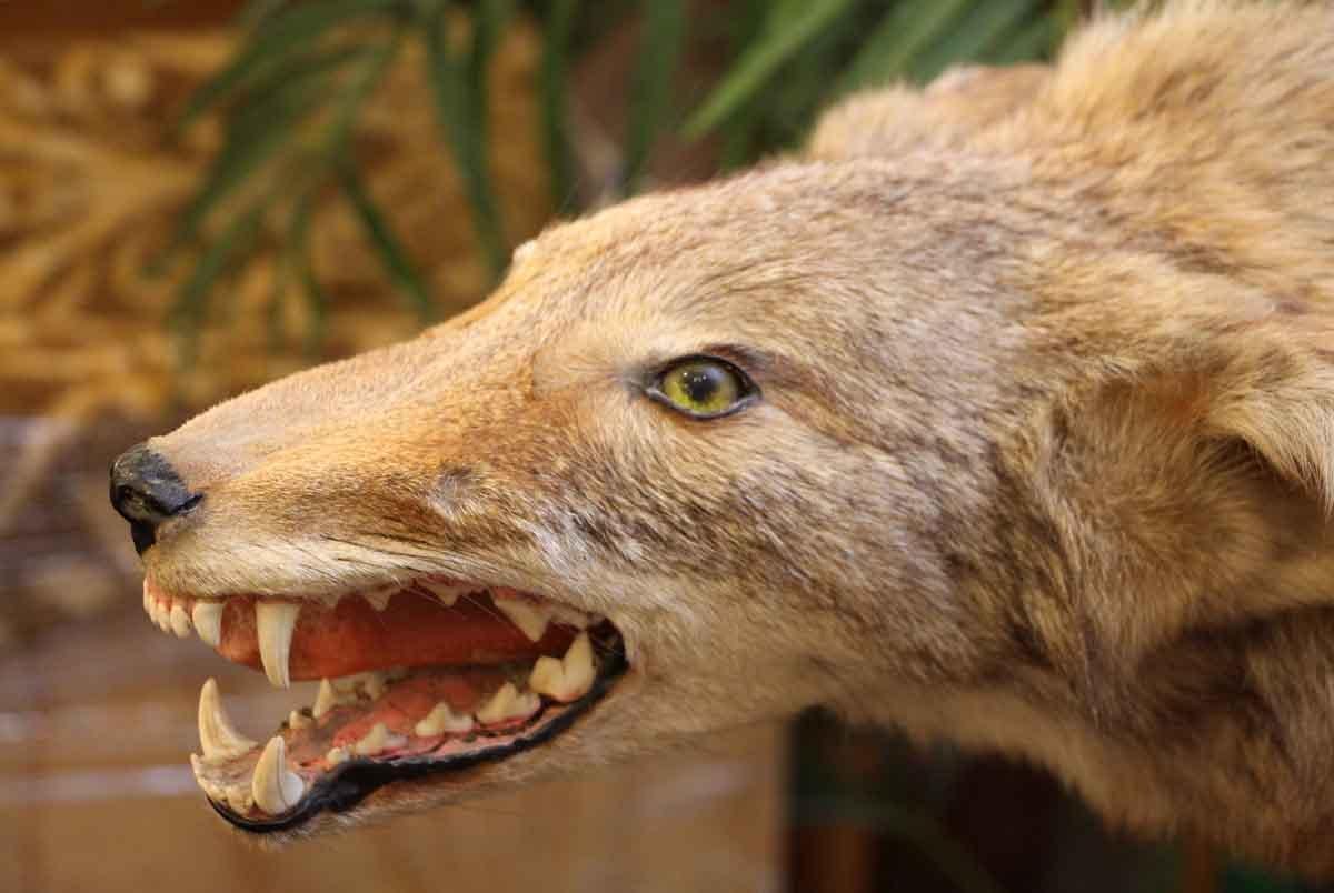 50 ANTIQUED COYOTE TEETH Taxidermy Animal Mount Display GREAT FOR JEWELRY Art 