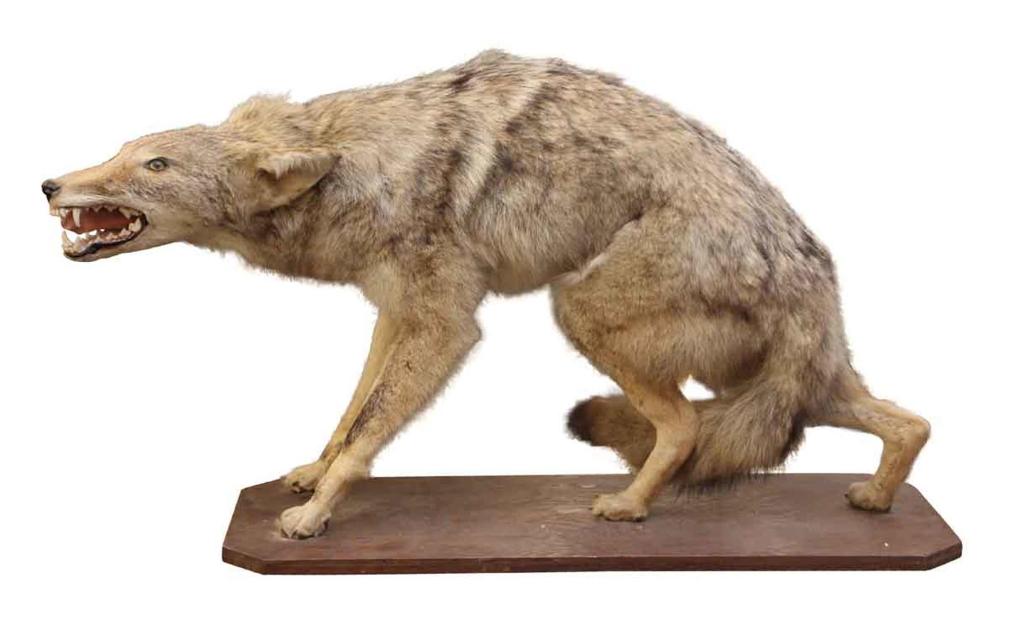 taxidermy coyote for sale