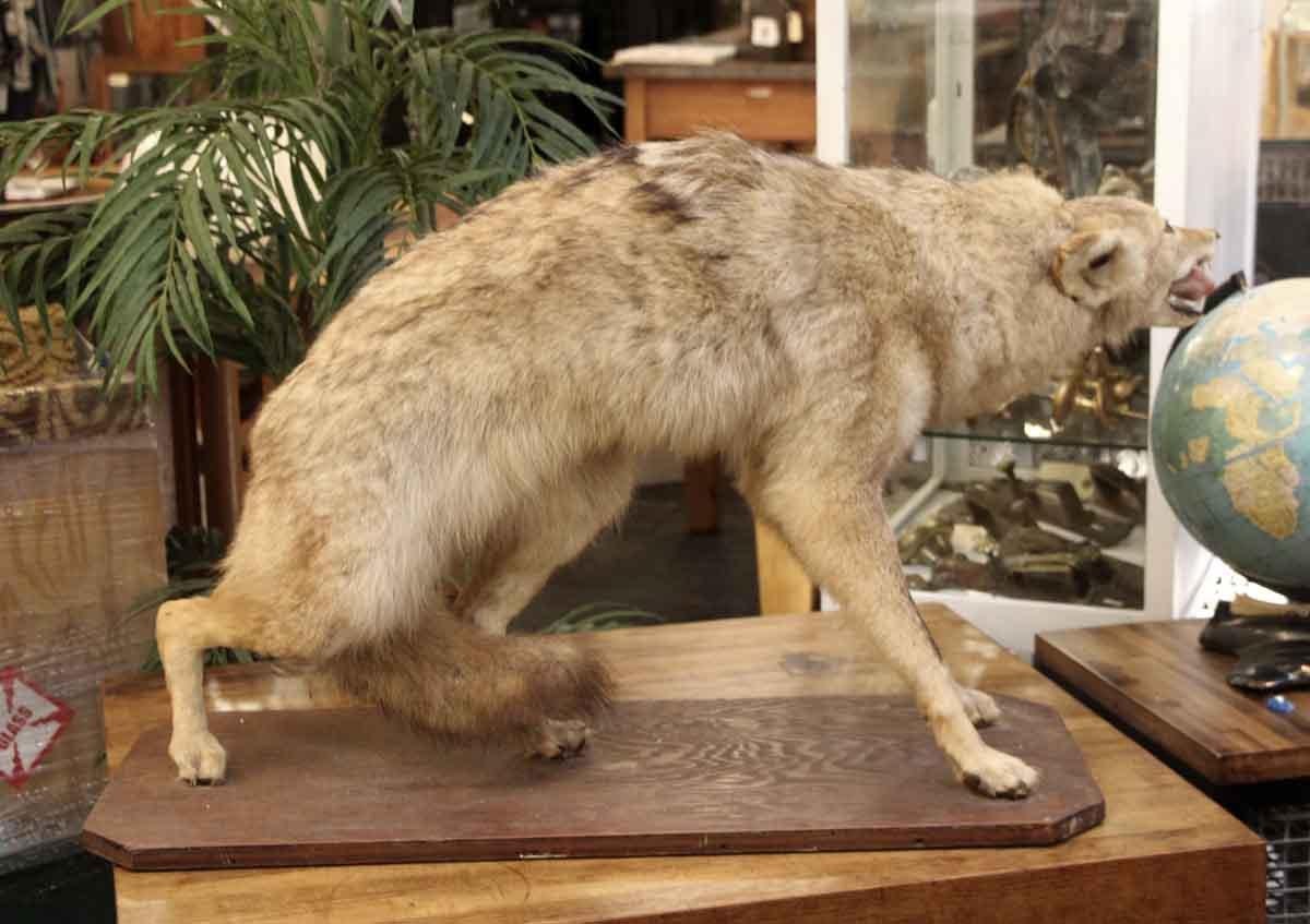 Industrial Coyote Taxidermy with a Really Mean Look