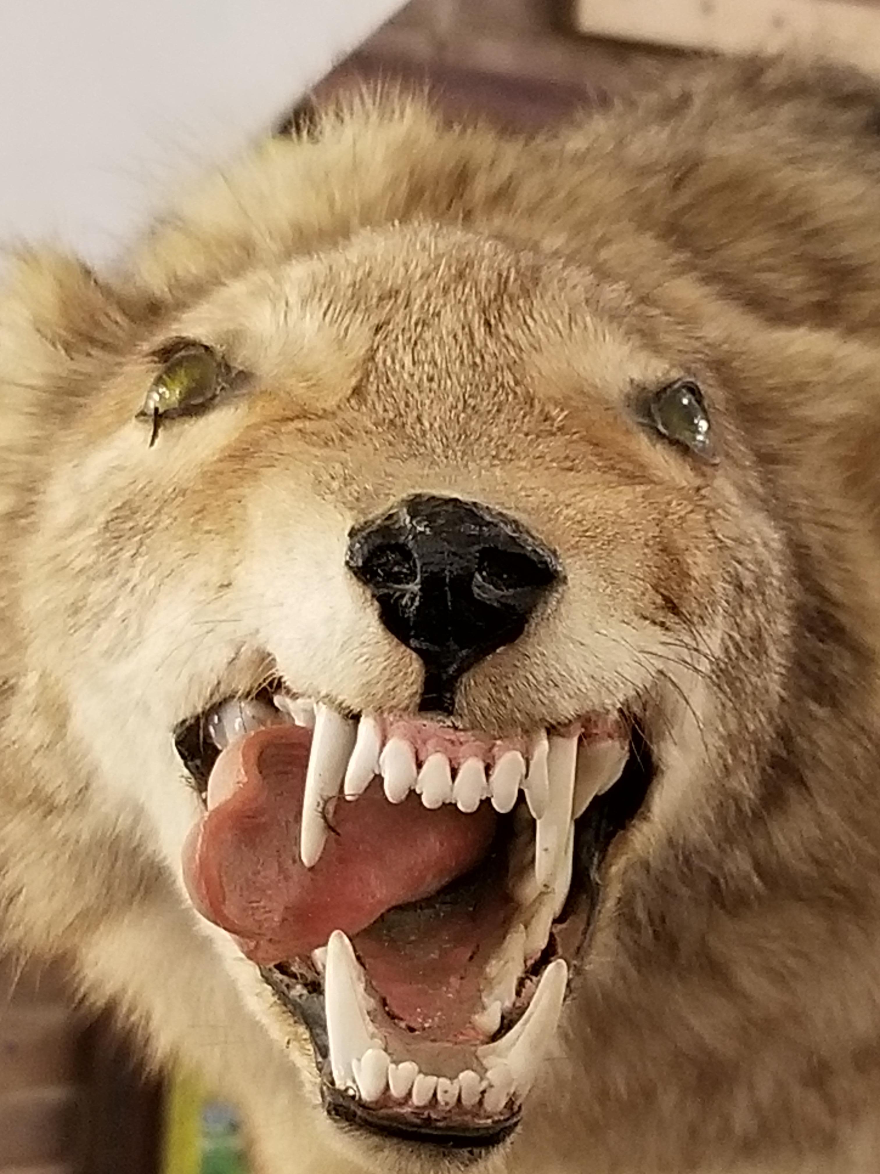 Coyote Taxidermy with a Really Mean Look In Fair Condition In New York, NY