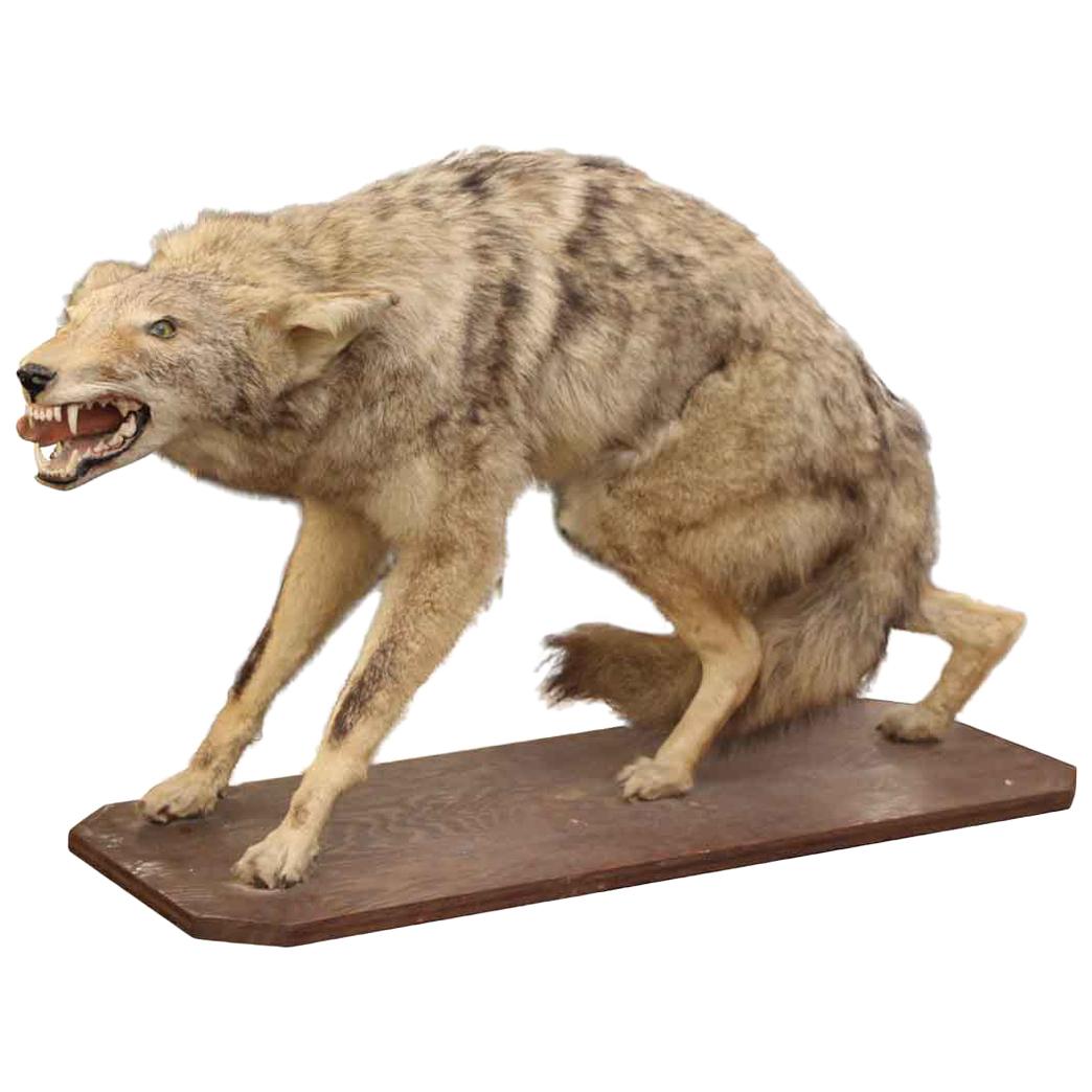 Coyote Taxidermy with a Really Mean Look