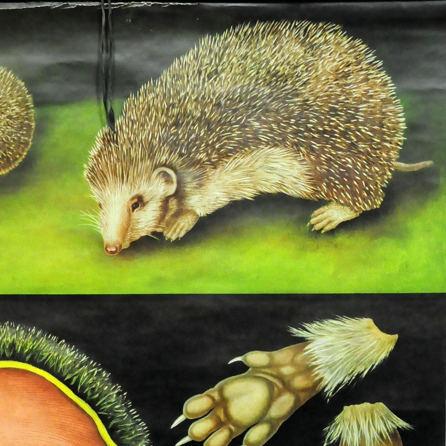 A fantastic cottagecore Jung-Koch-Quentell pull-down wall chart showing the cute hedgehog - appearance, physique. Used as teaching material in German schools. Colorful print on paper reinforced with canvas. Published by Hagemann,