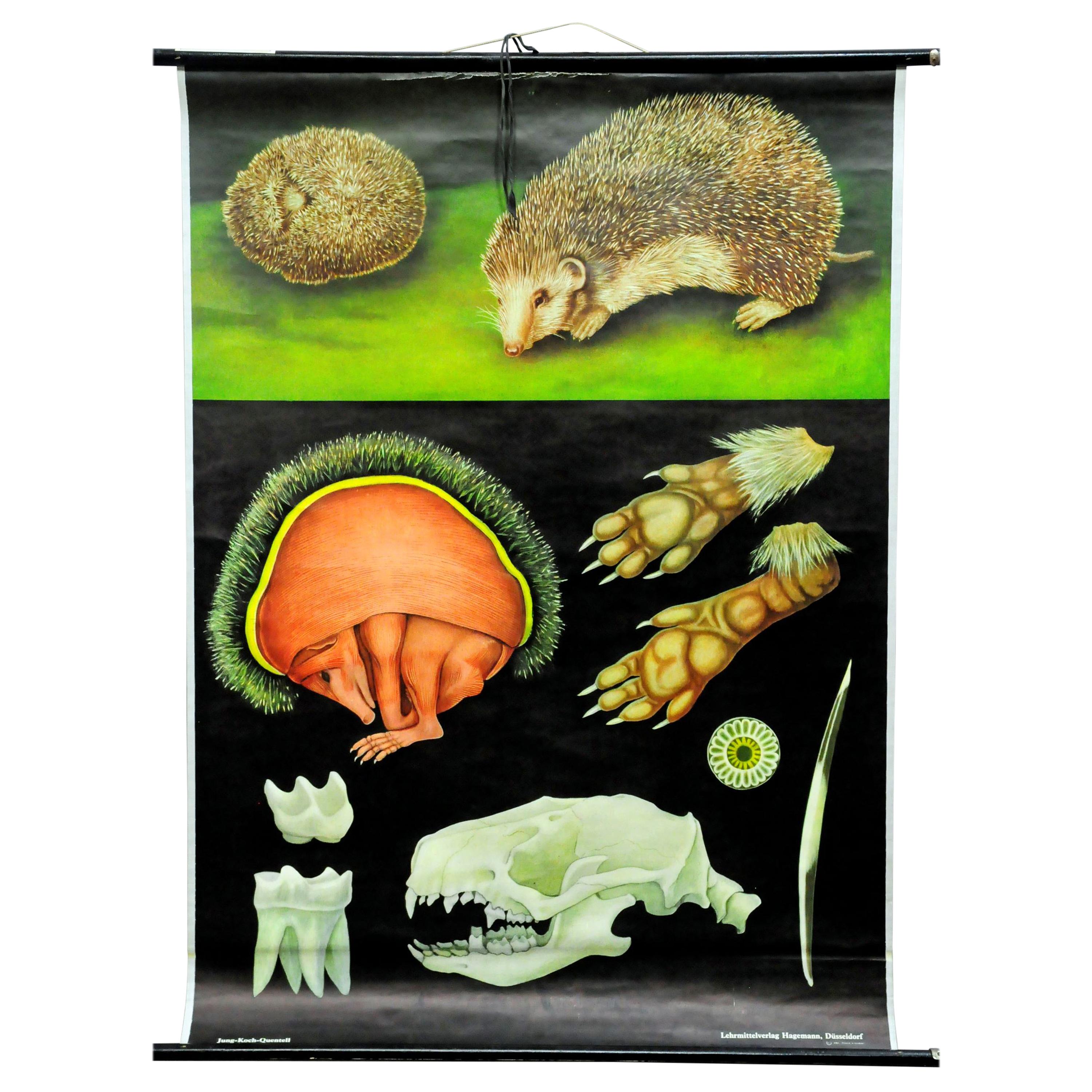 Cozyness Vintage Rollable Wall Chart Poster Hedgehog Jung Koch Quentell Mural For Sale