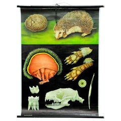 Cozyness Vintage Rollable Wall Chart Poster Hedgehog Jung Koch Quentell Mural