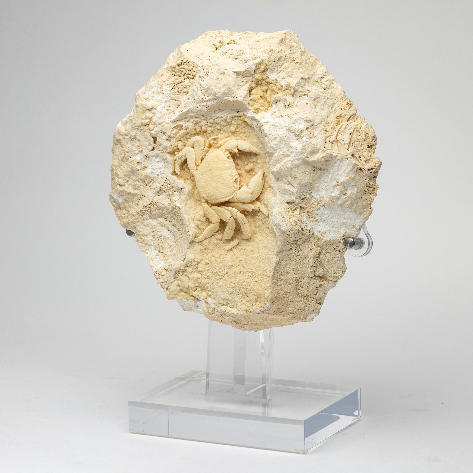 potamon crab fossil