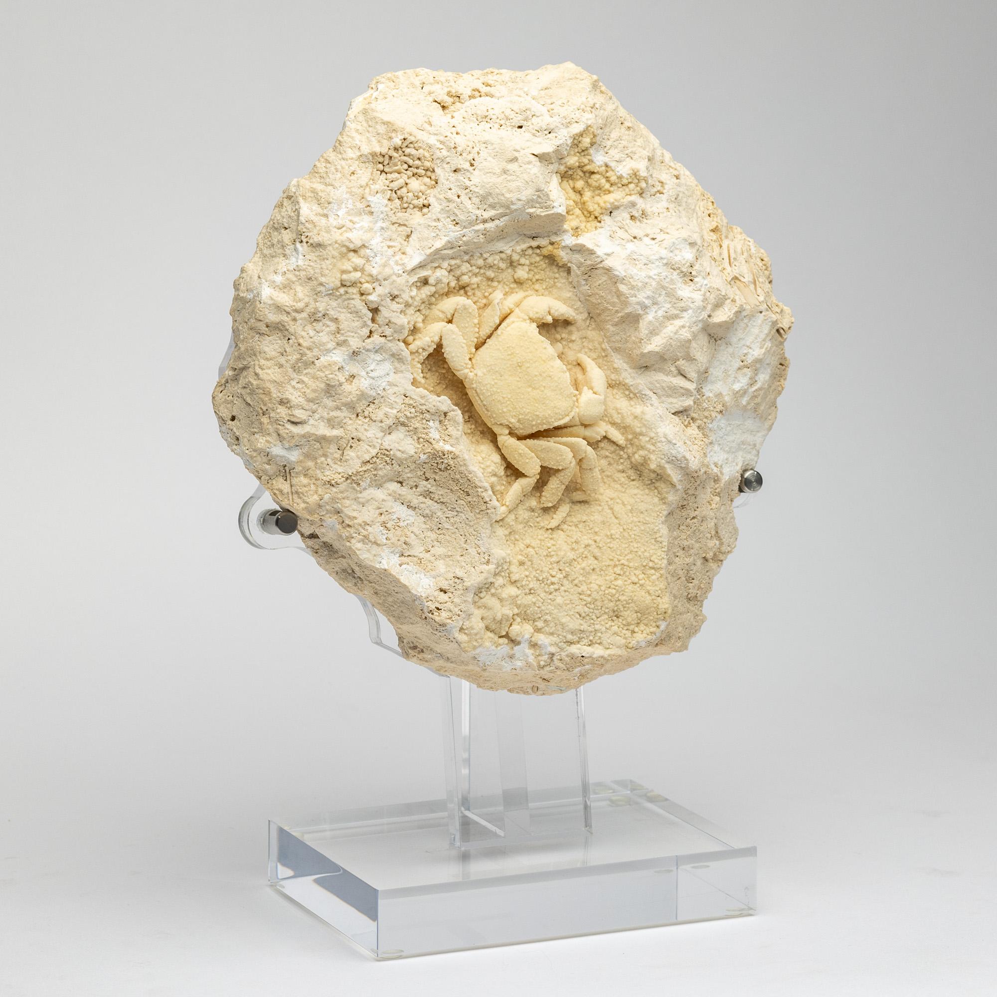 Organic Modern Crab in Travertine mounted on custom acrylic base