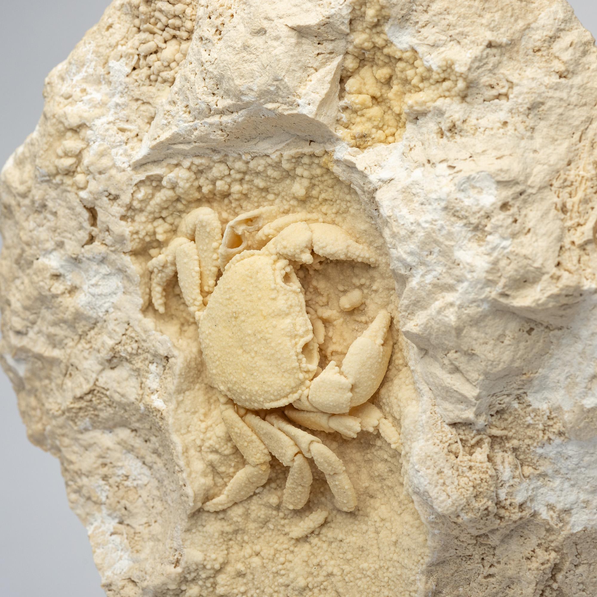 Mexican Crab in Travertine mounted on custom acrylic base