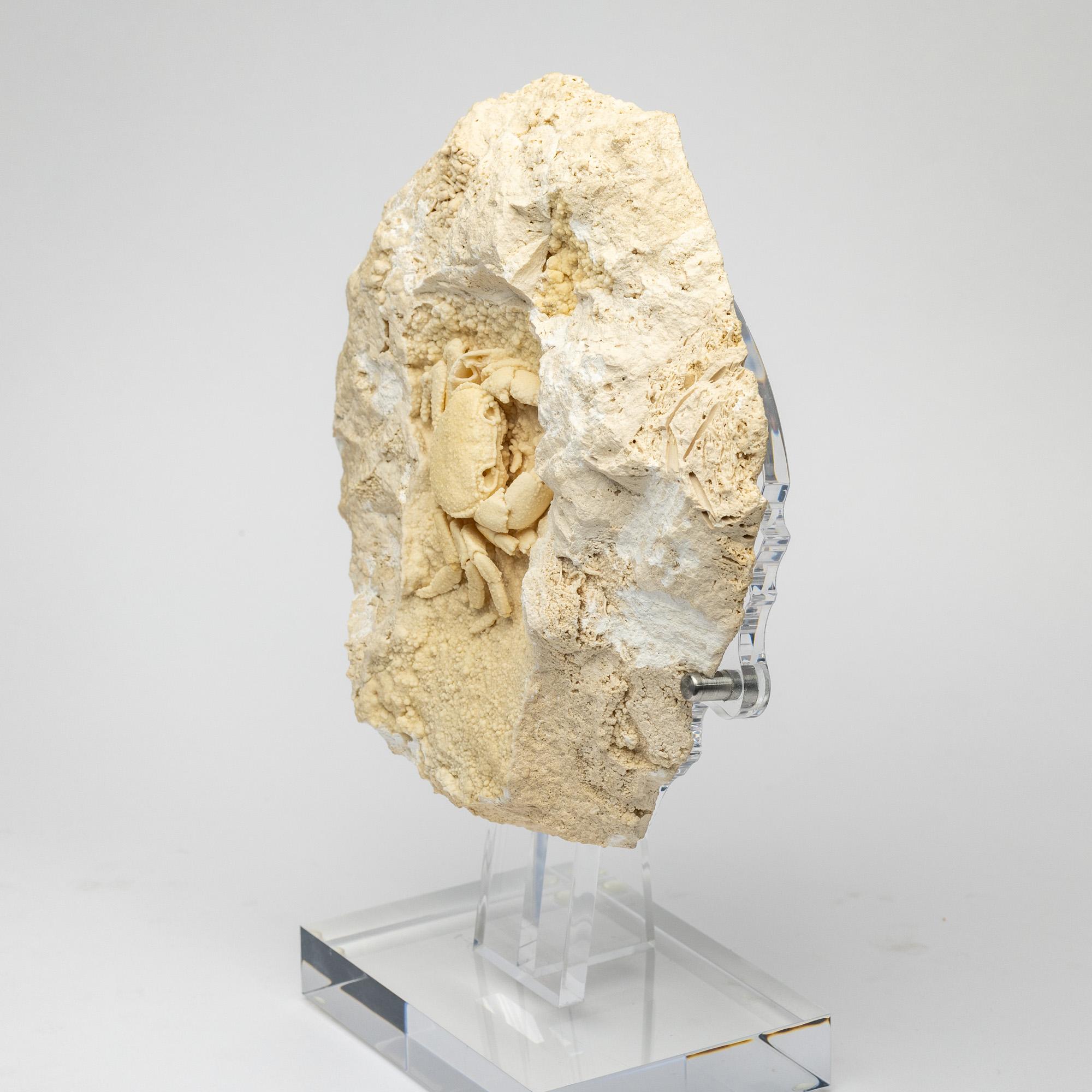Crab in Travertine mounted on custom acrylic base In New Condition In Polanco, CDMX