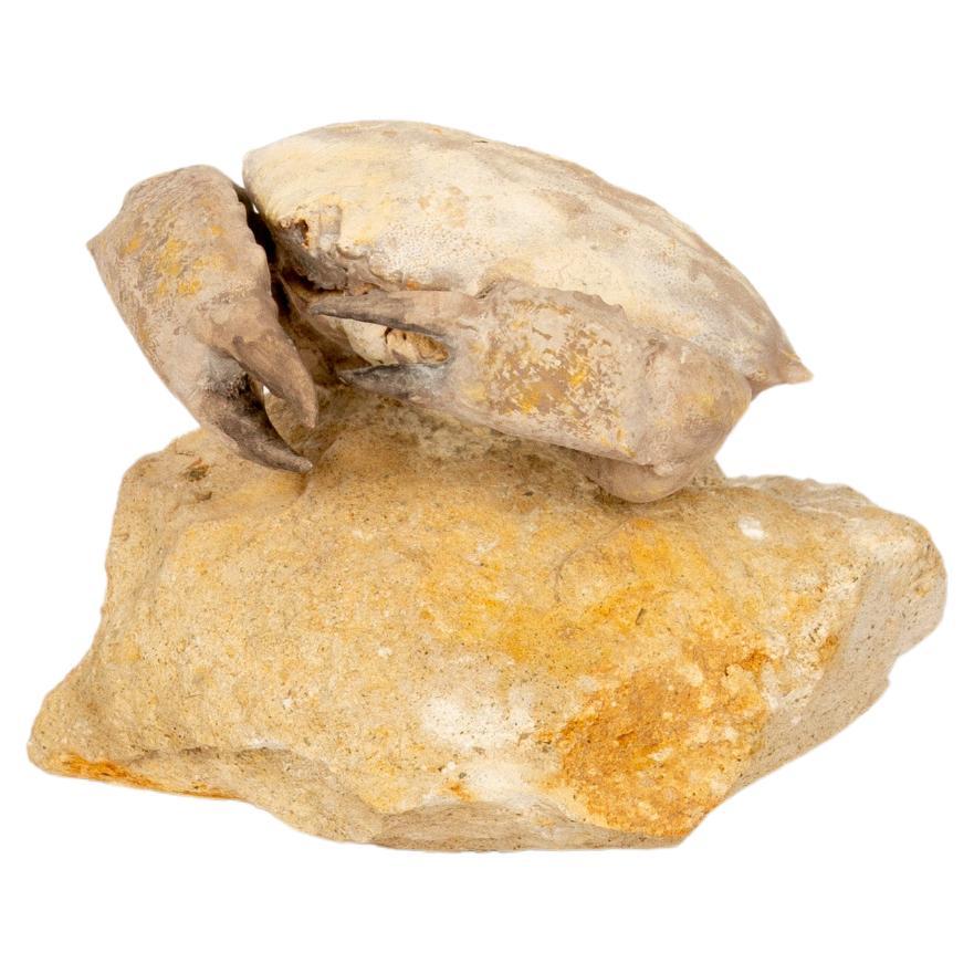 Questo eccezionale granchio fossile (Harpactocarcinus) risale all'Eocene ed è stato scoperto nel Monte Baldos, in Italia. Questo esemplare ben conservato, che misura 4 pollici di altezza, mostra dettagli notevoli, con artigli, carapace e matrice