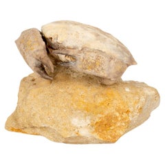 Crabby Time Capsule: Fossilisierte Eiserne Krabbe aus Monte Baldo, Italien