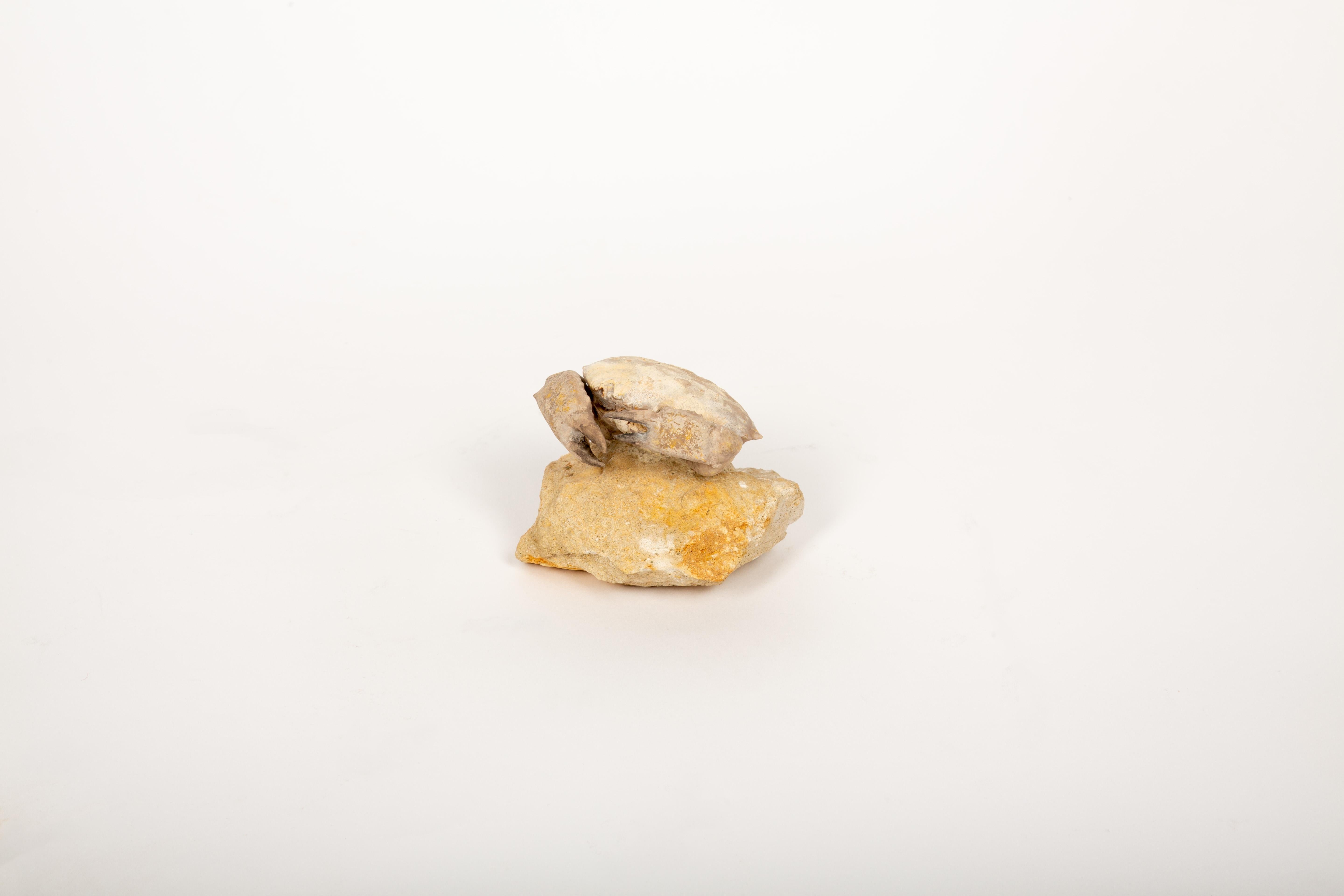 Italiano Capsula del tempo dei granchi: Granchio fossilizzato dell'Eocene dal Monte Baldos, Italia in vendita
