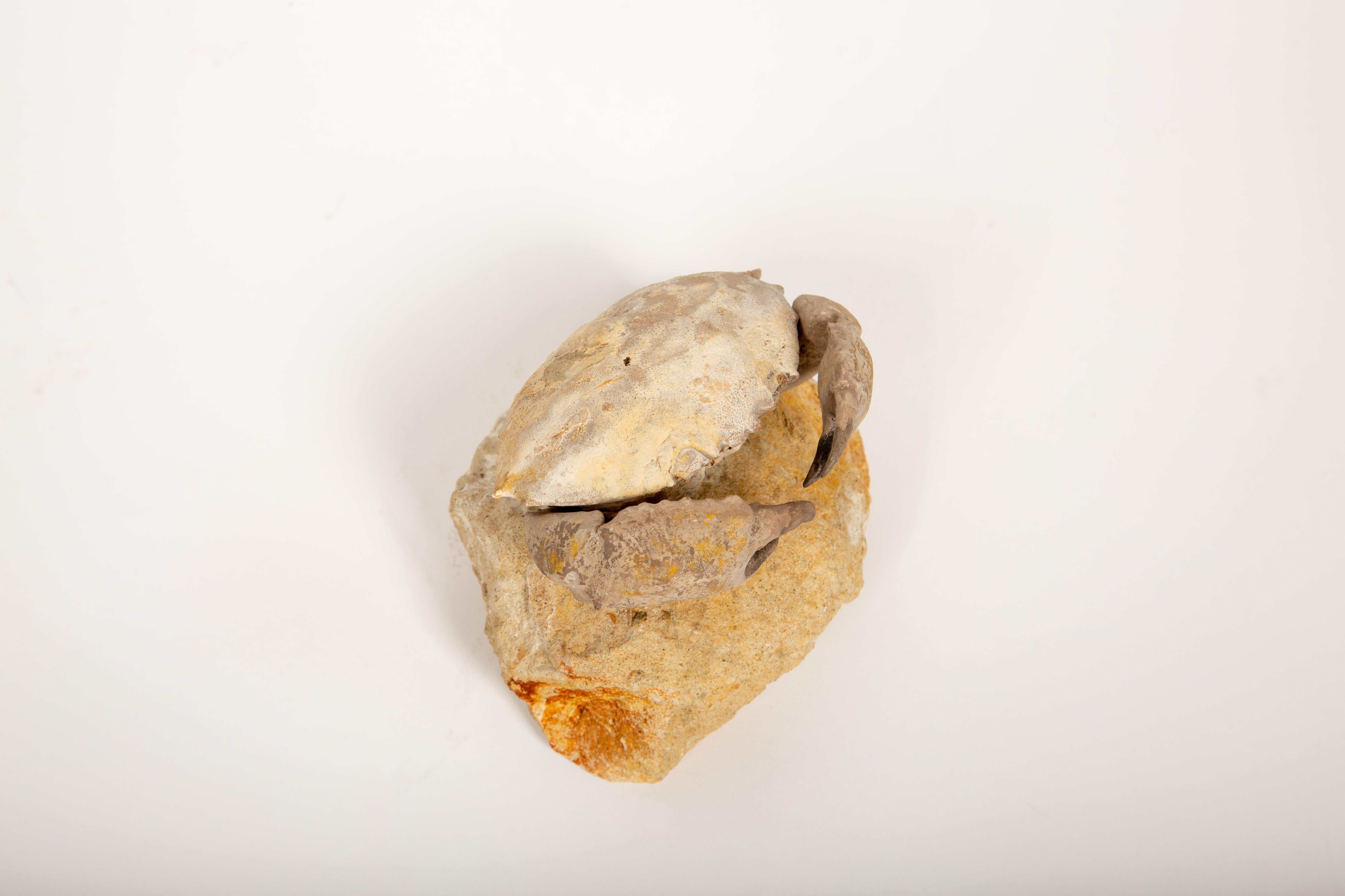 Capsula del tempo dei granchi: Granchio fossilizzato dell'Eocene dal Monte Baldos, Italia In condizioni ottime in vendita a New York, NY