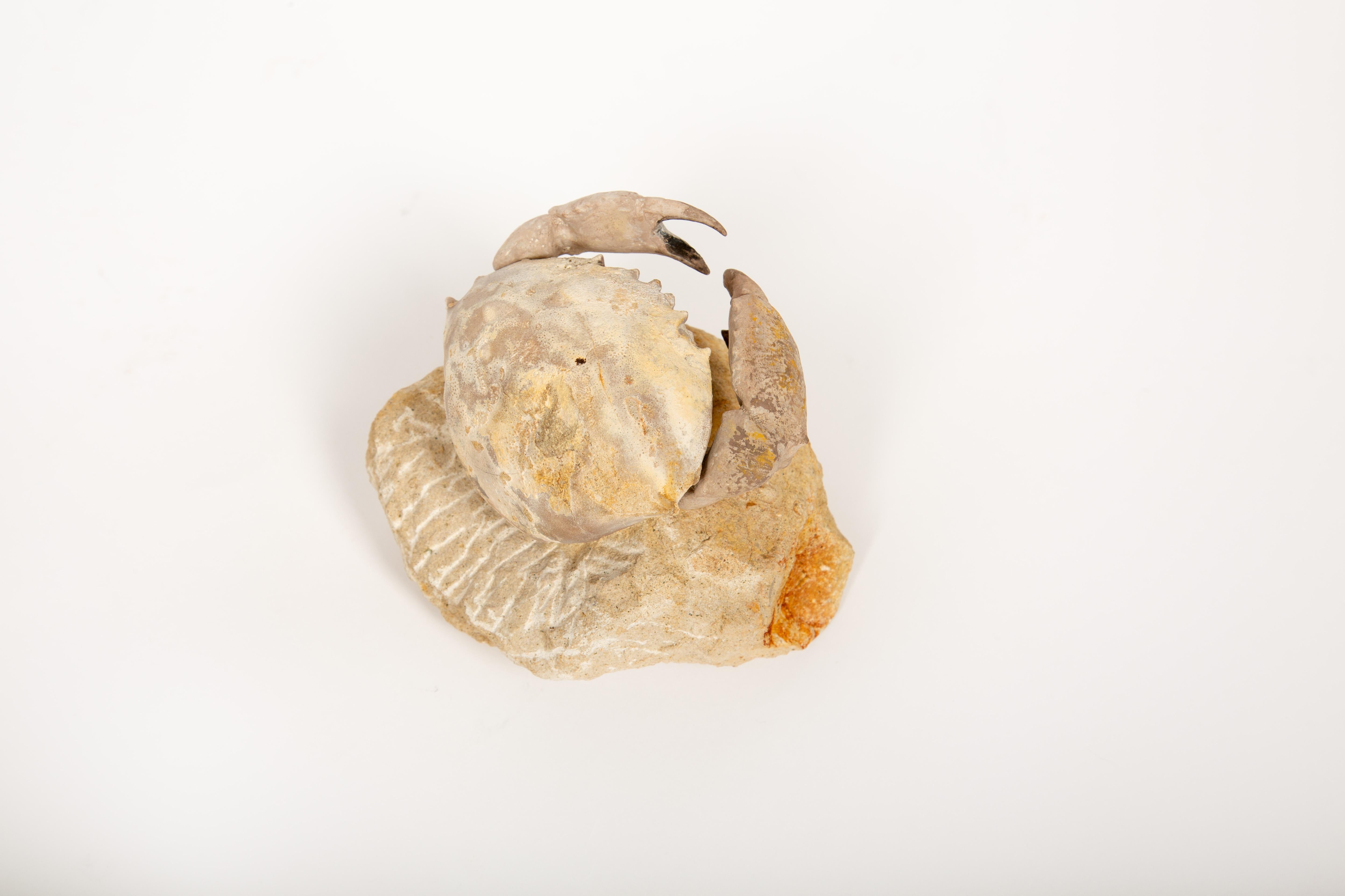 Fino al XVIII secolo Capsula del tempo dei granchi: Granchio fossilizzato dell'Eocene dal Monte Baldos, Italia in vendita